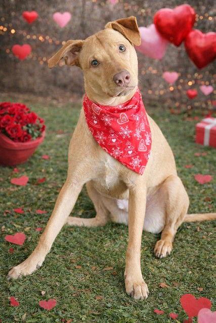 **BRODY**, Adopted, Young Male Labrador Retriever.