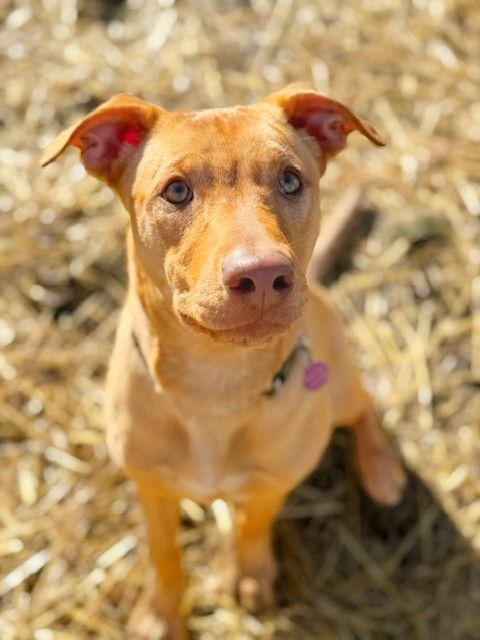 **BRODY**, a Adopted Labrador Retriever in North Prairie, WI image 3/3