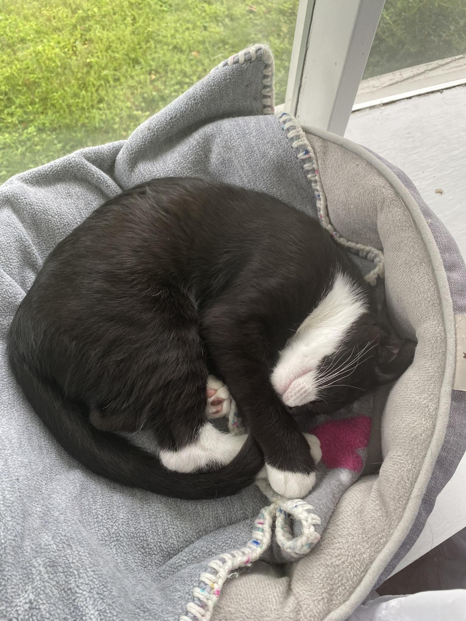 Raven, a ADOPTABLE Domestic Short Hair in Allentown, PA image 2/6