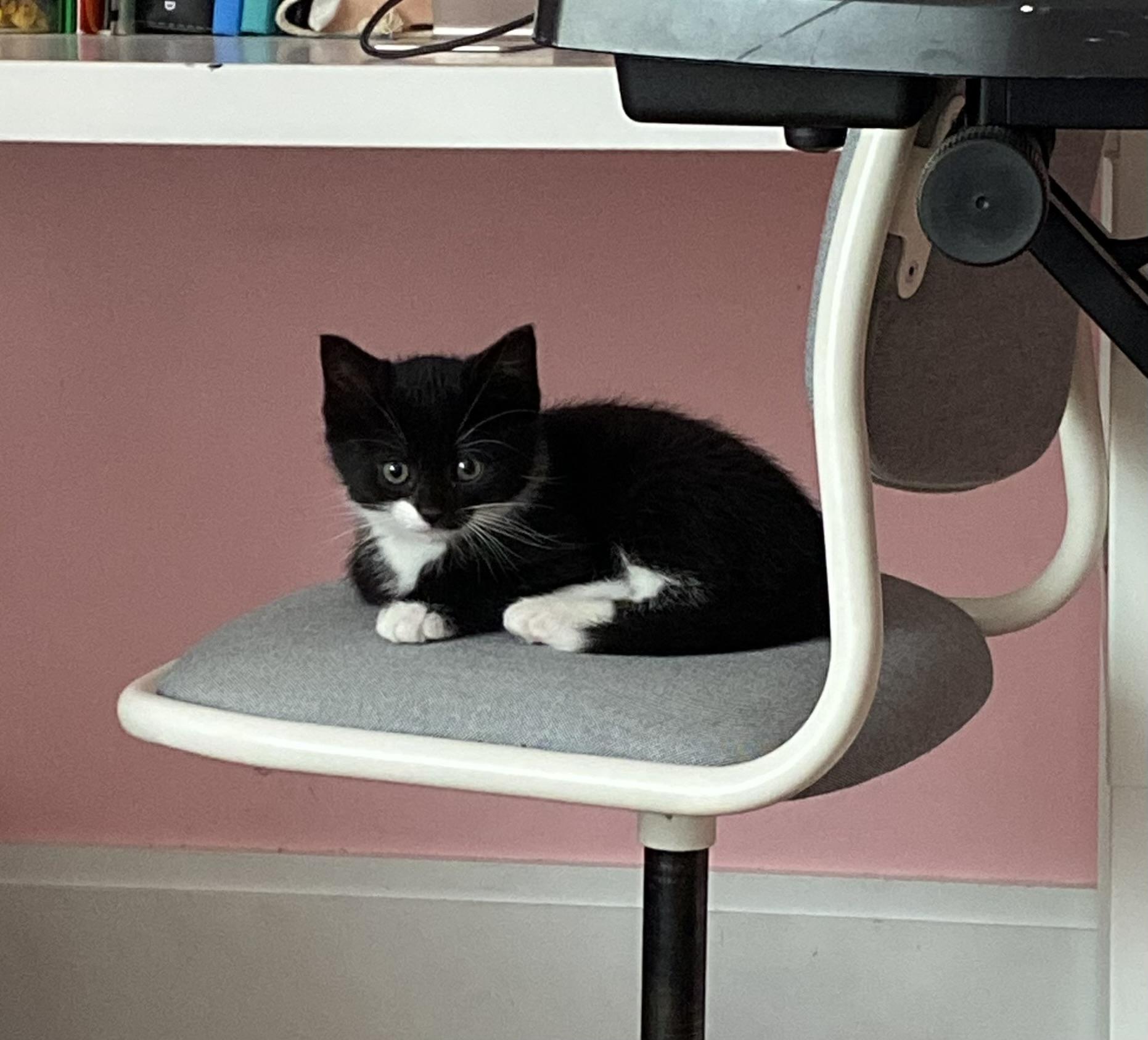 Raven, a ADOPTABLE Domestic Short Hair in Allentown, PA image 6/6