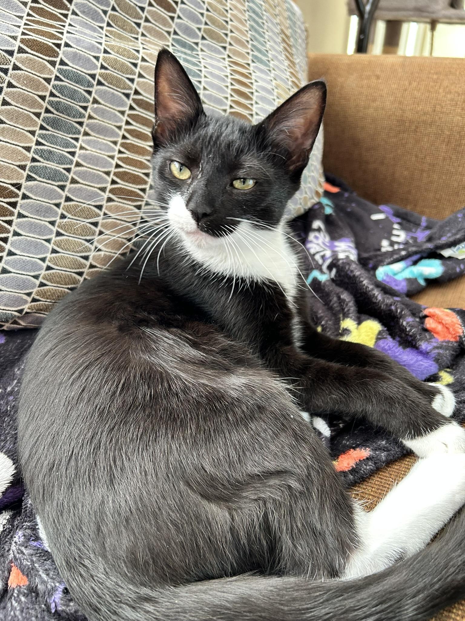 Raven, a ADOPTABLE Domestic Short Hair in Allentown, PA image 2/5