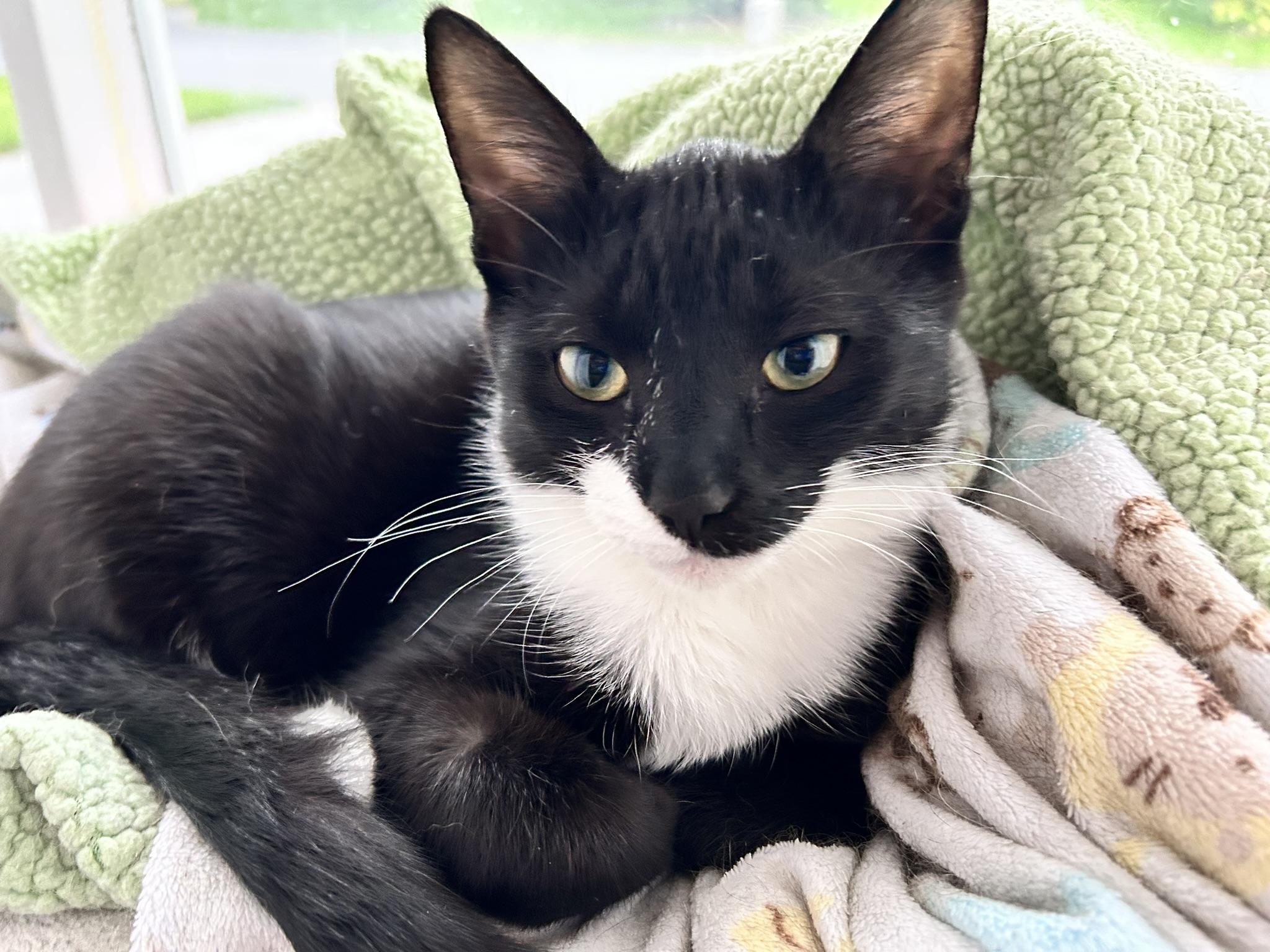 Raven, ADOPTABLE, Kitten Female Domestic Short Hair.