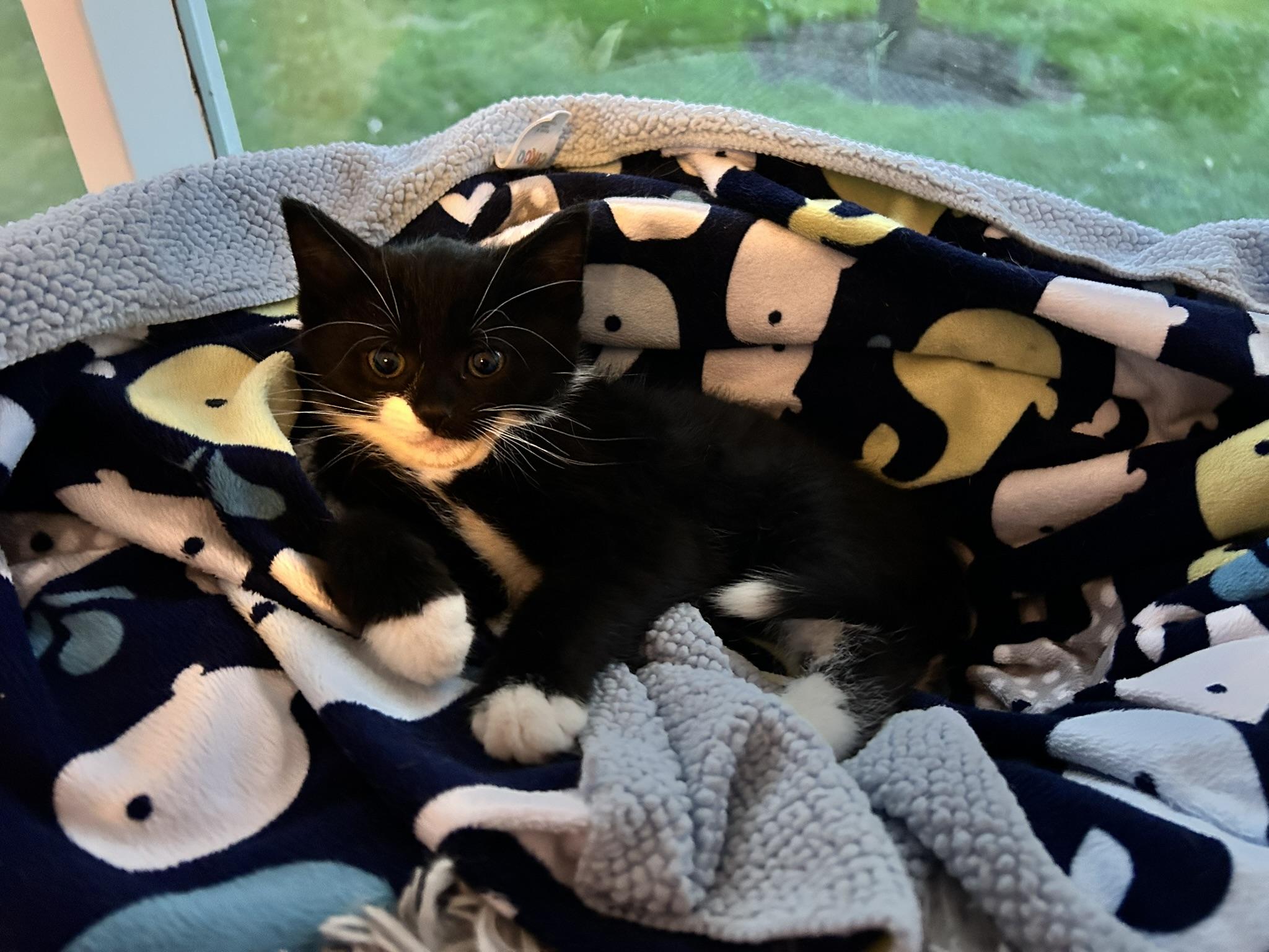 Raven, a ADOPTABLE Domestic Short Hair in Allentown, PA image 4/6