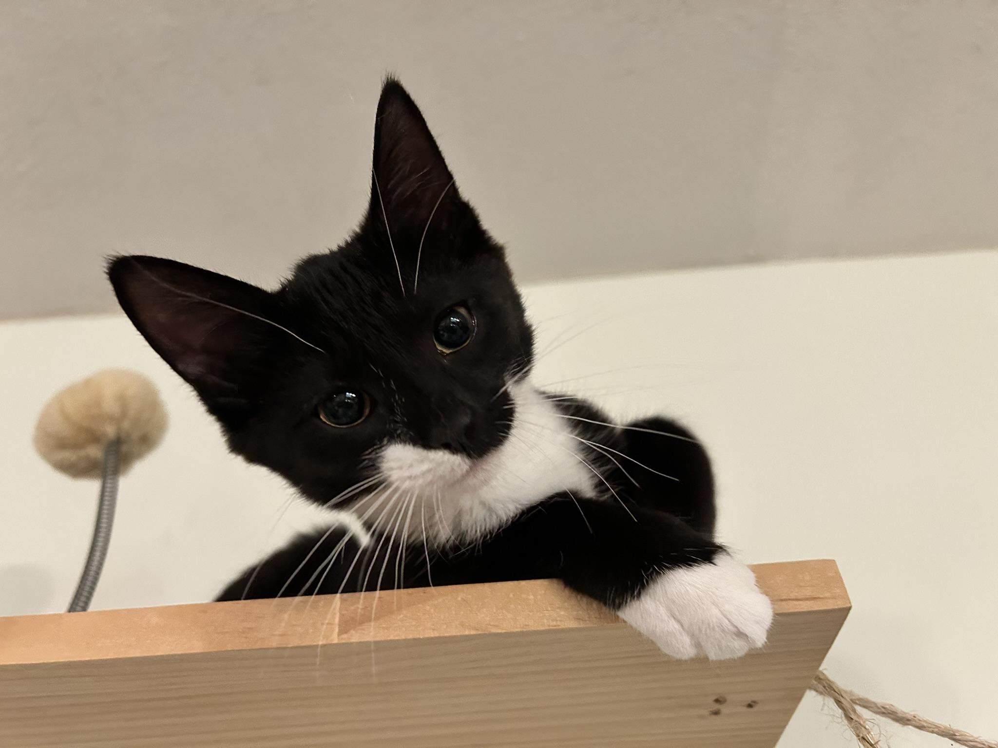 Raven, a ADOPTABLE Domestic Short Hair in Allentown, PA image 3/6