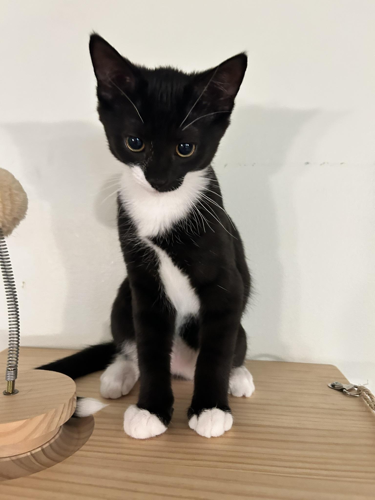 Raven, ADOPTABLE, Kitten Female Domestic Short Hair.