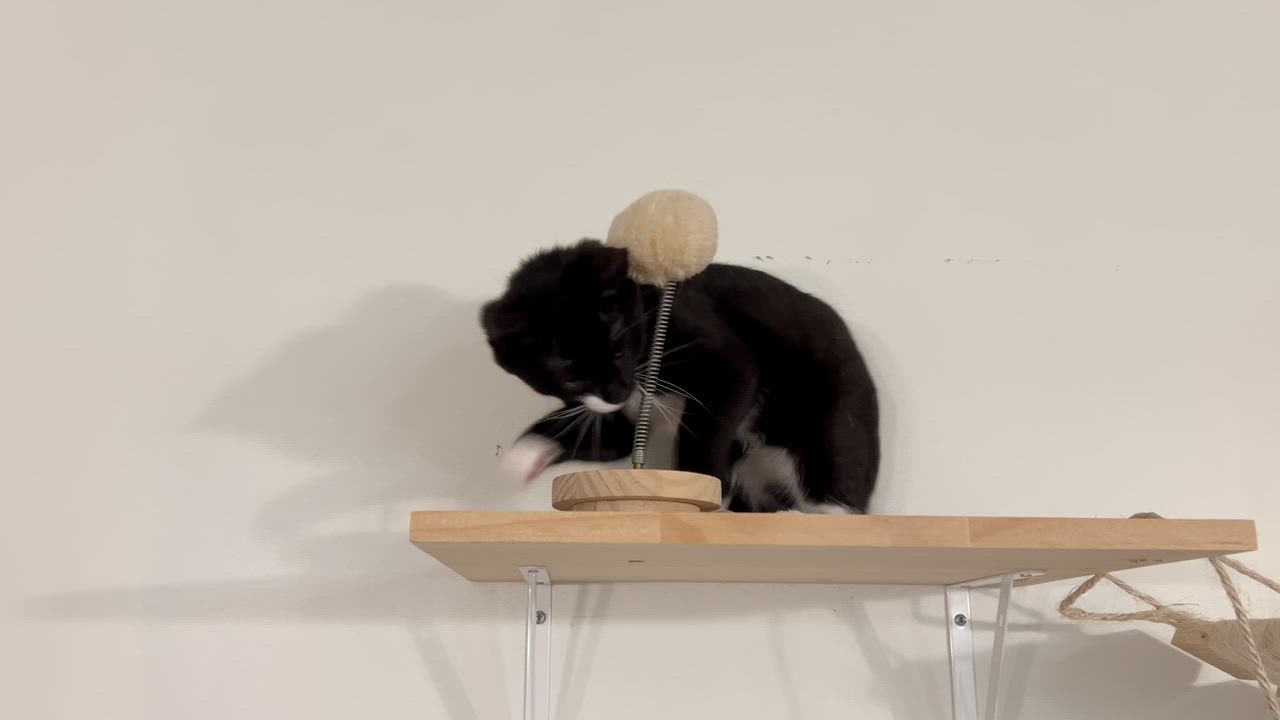 Enlarge Raven, a ADOPTABLE Domestic Short Hair in Allentown, PA video 5/6