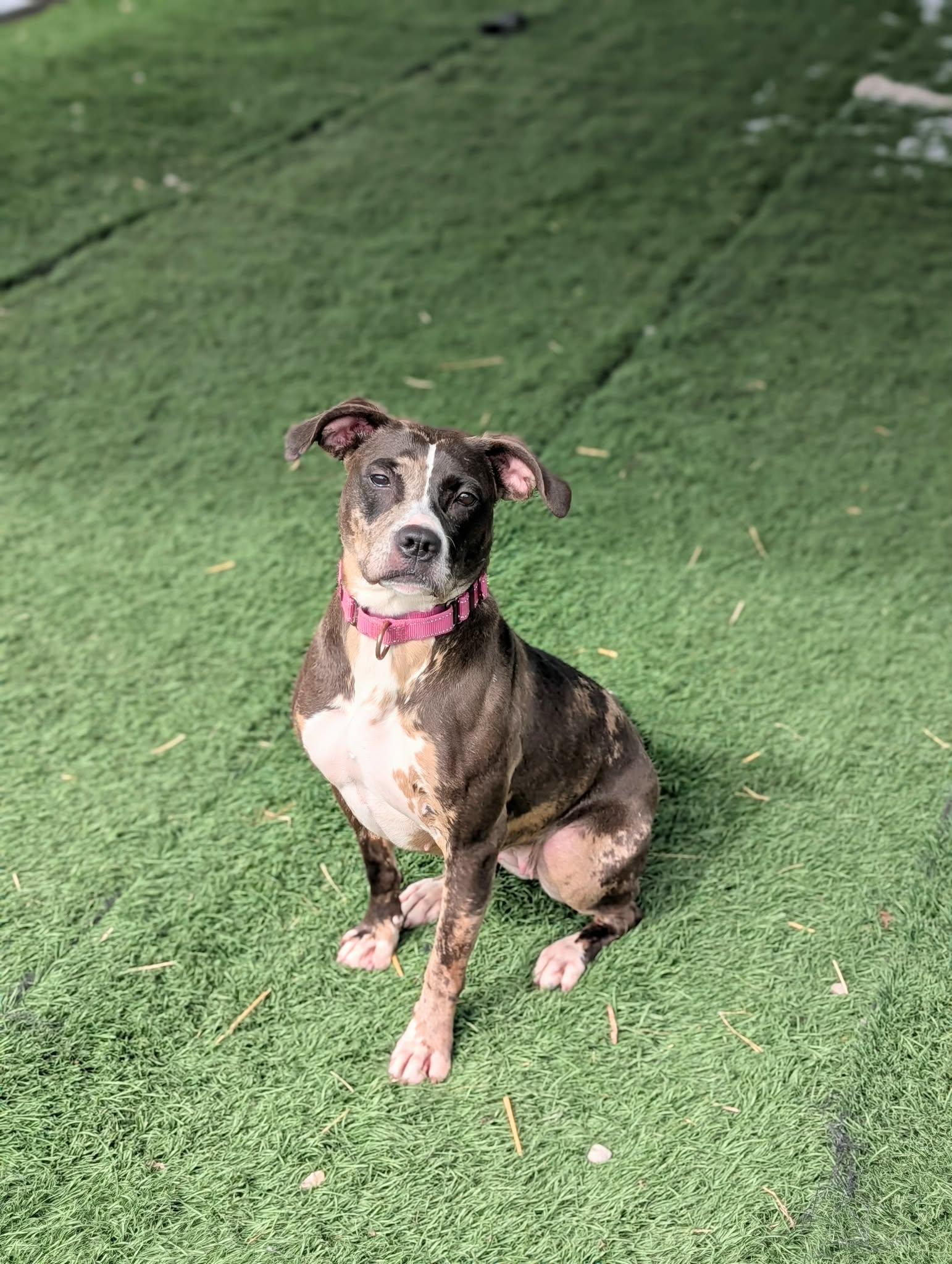 Enlarge Jelly Bean, a ADOPTABLE mixed breed in Moundsville, WV image 1/1