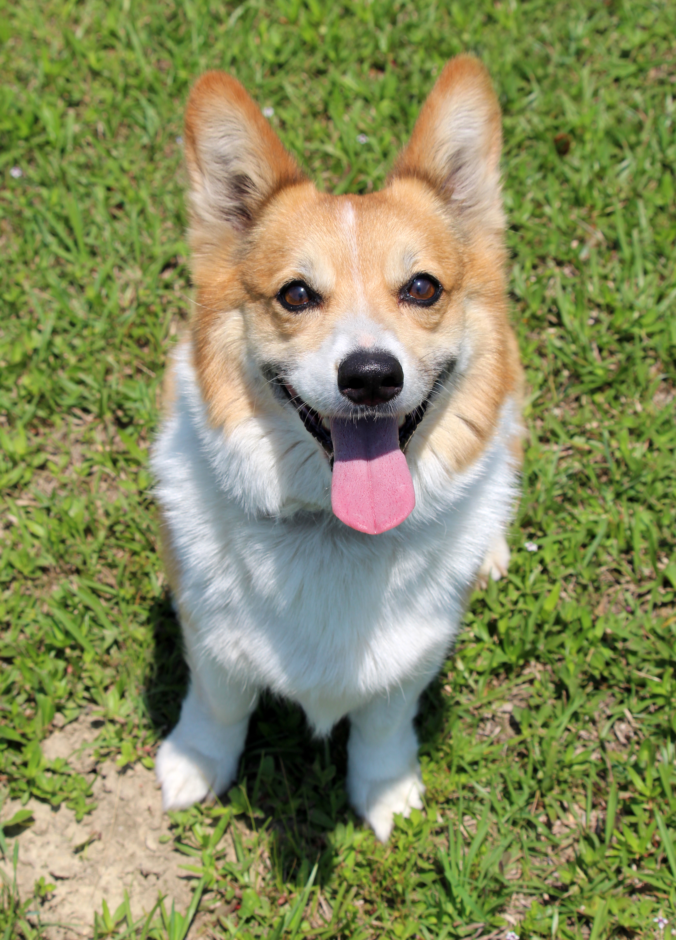 Dog for adoption Jessie, a Pembroke Welsh in Carlisle, PA