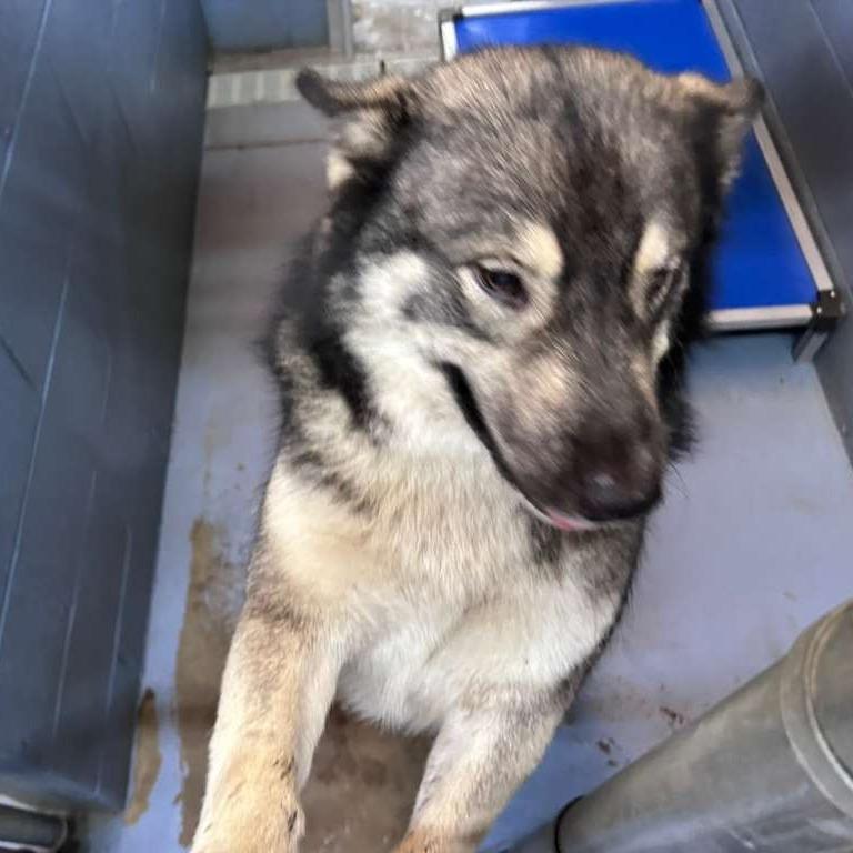 Olive, a Adoptable Mixed Breed in Gadsden, AL image 1/6