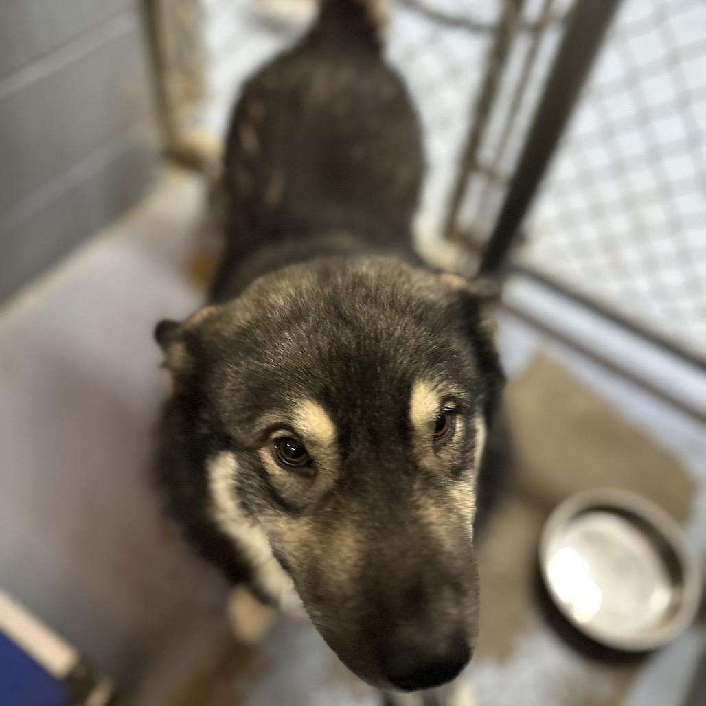 Olive, a Adoptable Mixed Breed in Gadsden, AL image 3/6