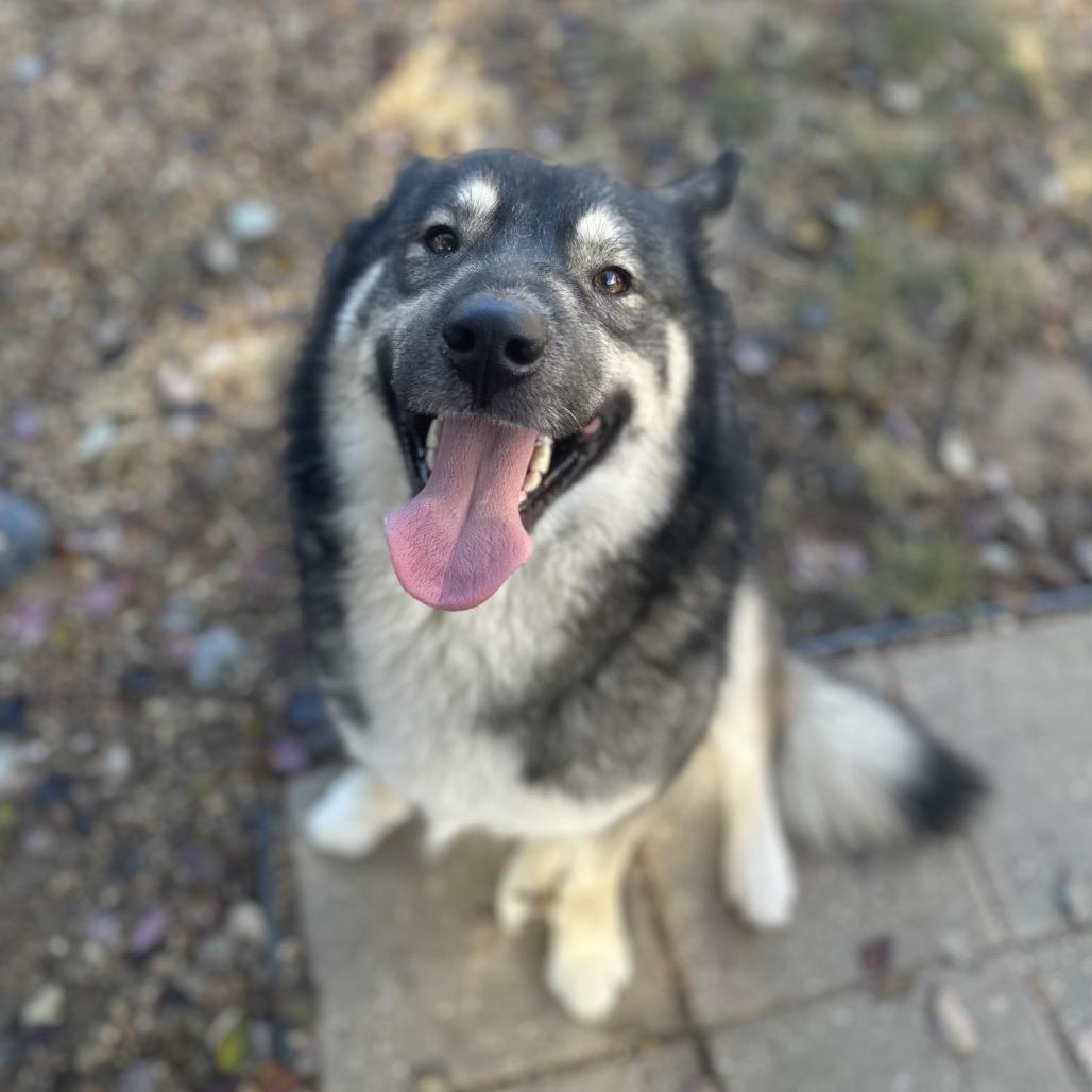 Olive, a Adoptable Mixed Breed in Gadsden, AL image 4/6