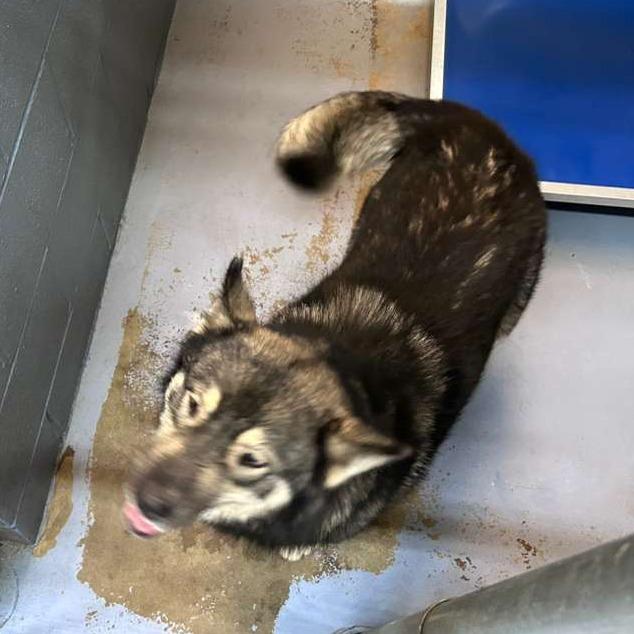 Olive, a Adoptable Mixed Breed in Gadsden, AL image 5/6