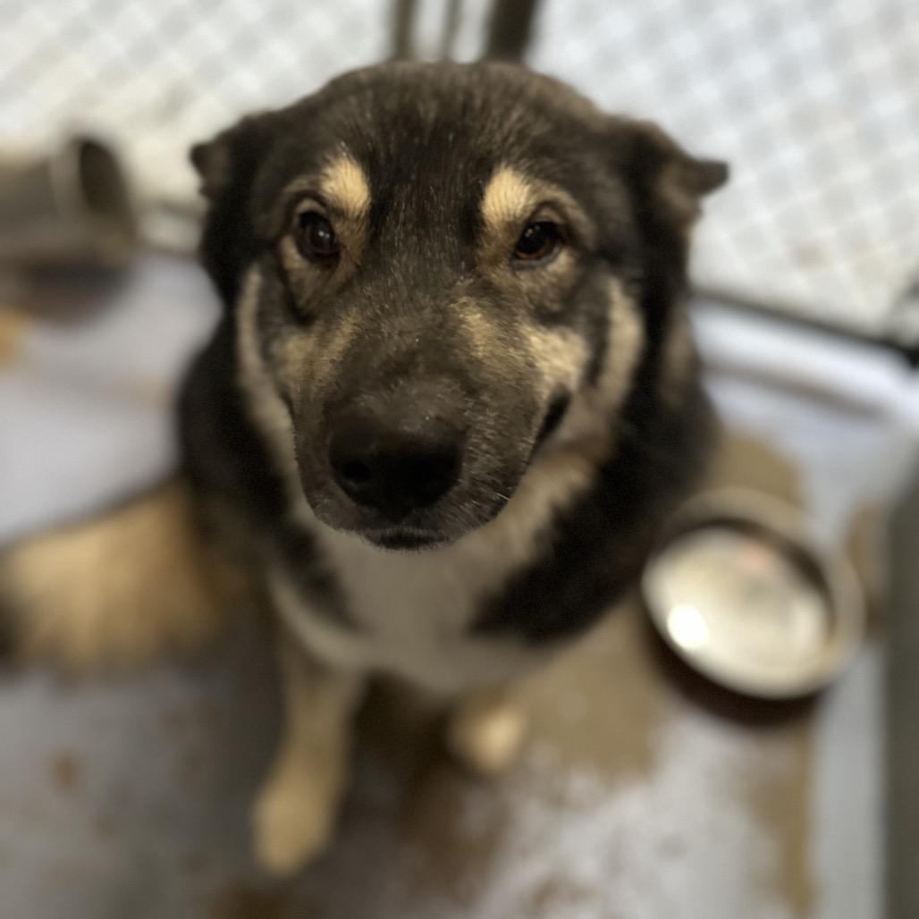 Olive, a Adoptable Mixed Breed in Gadsden, AL image 6/6