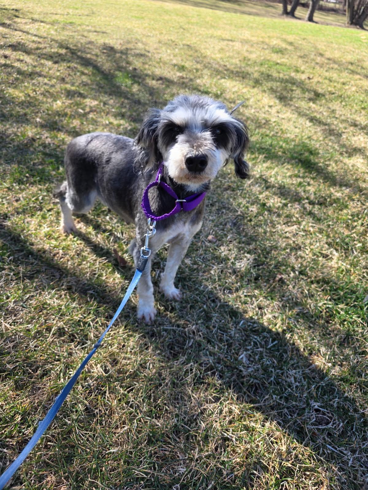 Lizzie , an adopted Miniature Schnauzer in Orland Park, IL image 1/4