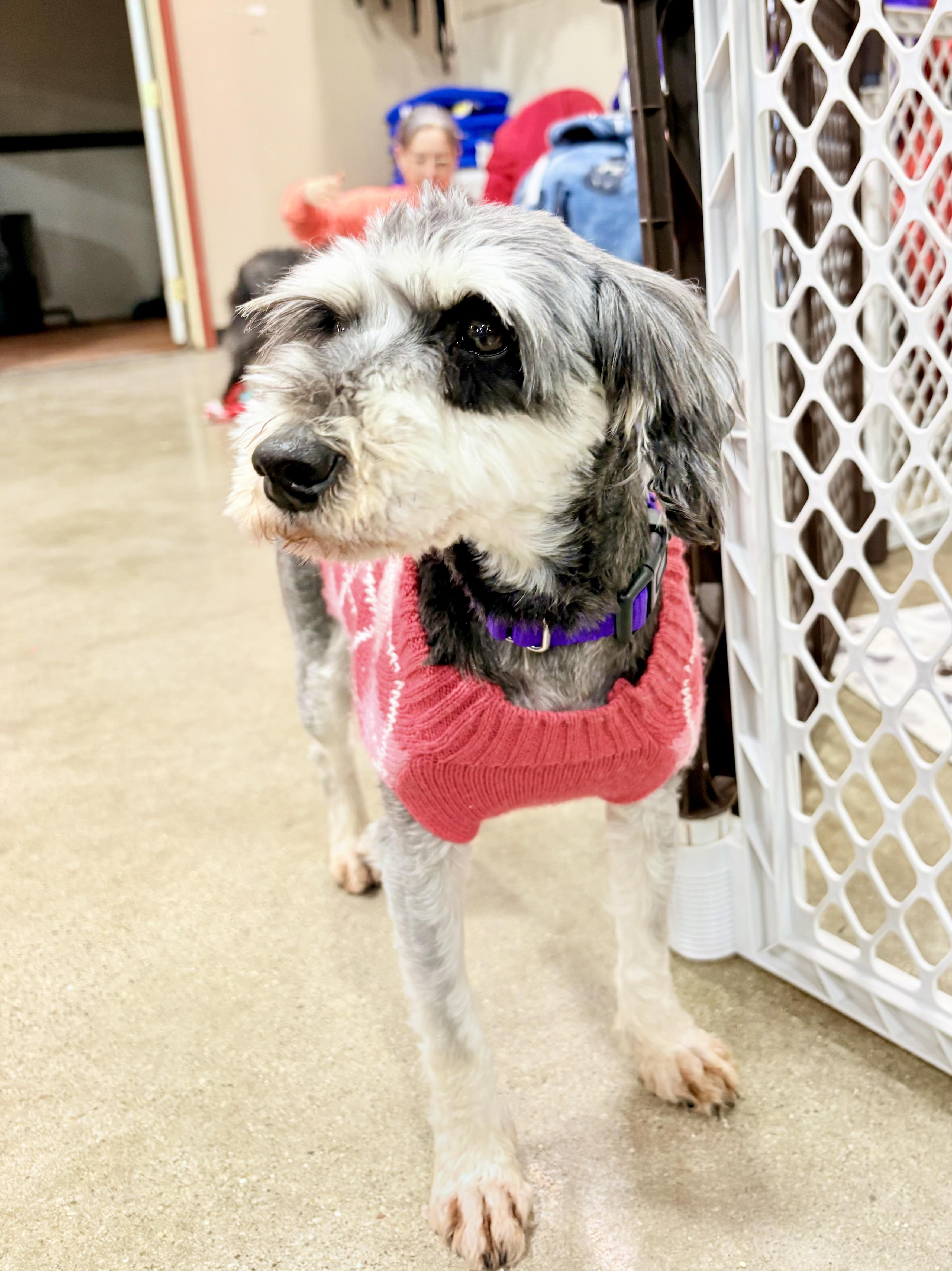 Lizzie , an adopted Miniature Schnauzer in Orland Park, IL image 4/4
