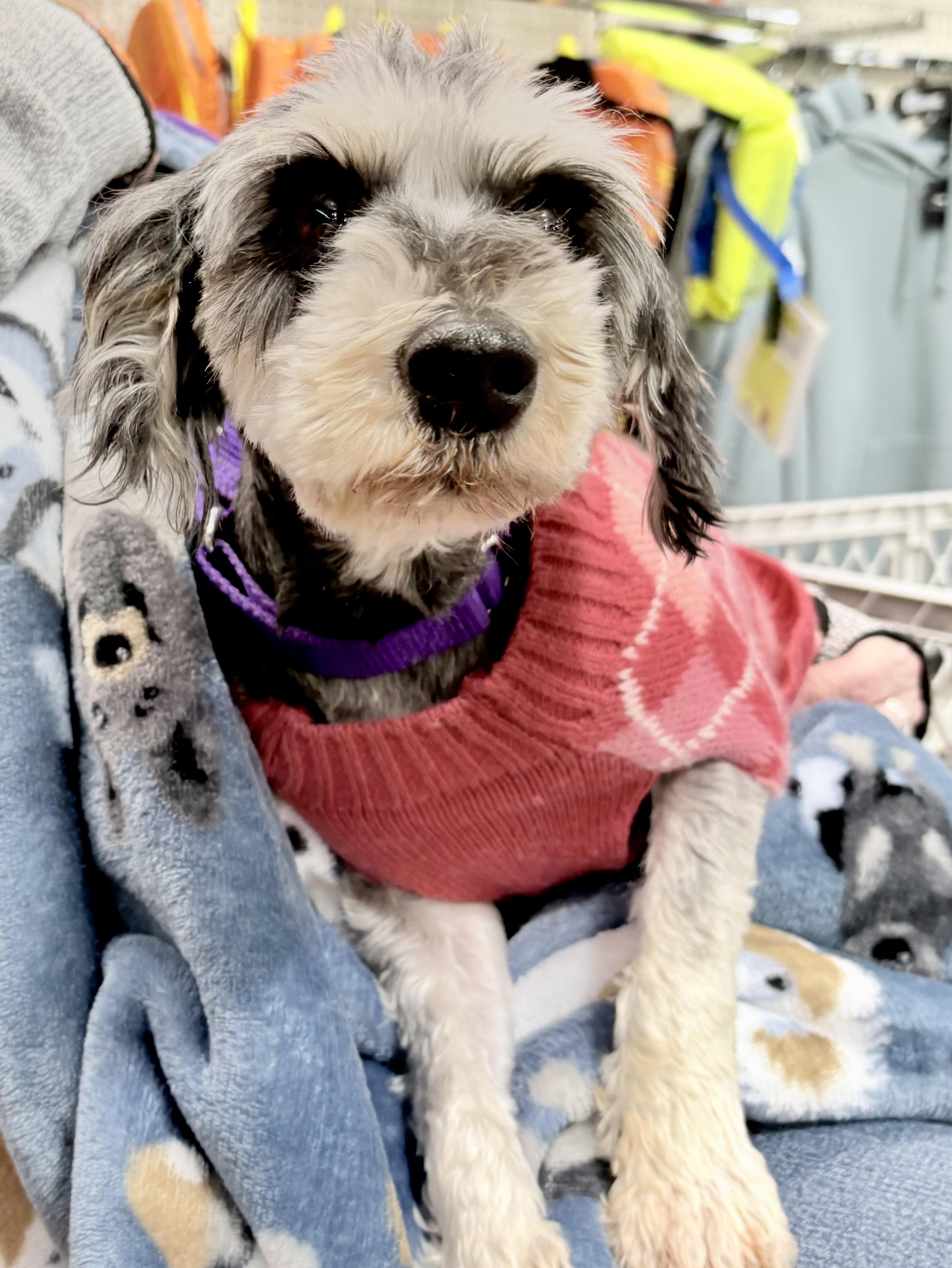 Lizzie , an adopted Miniature Schnauzer in Orland Park, IL image 2/4