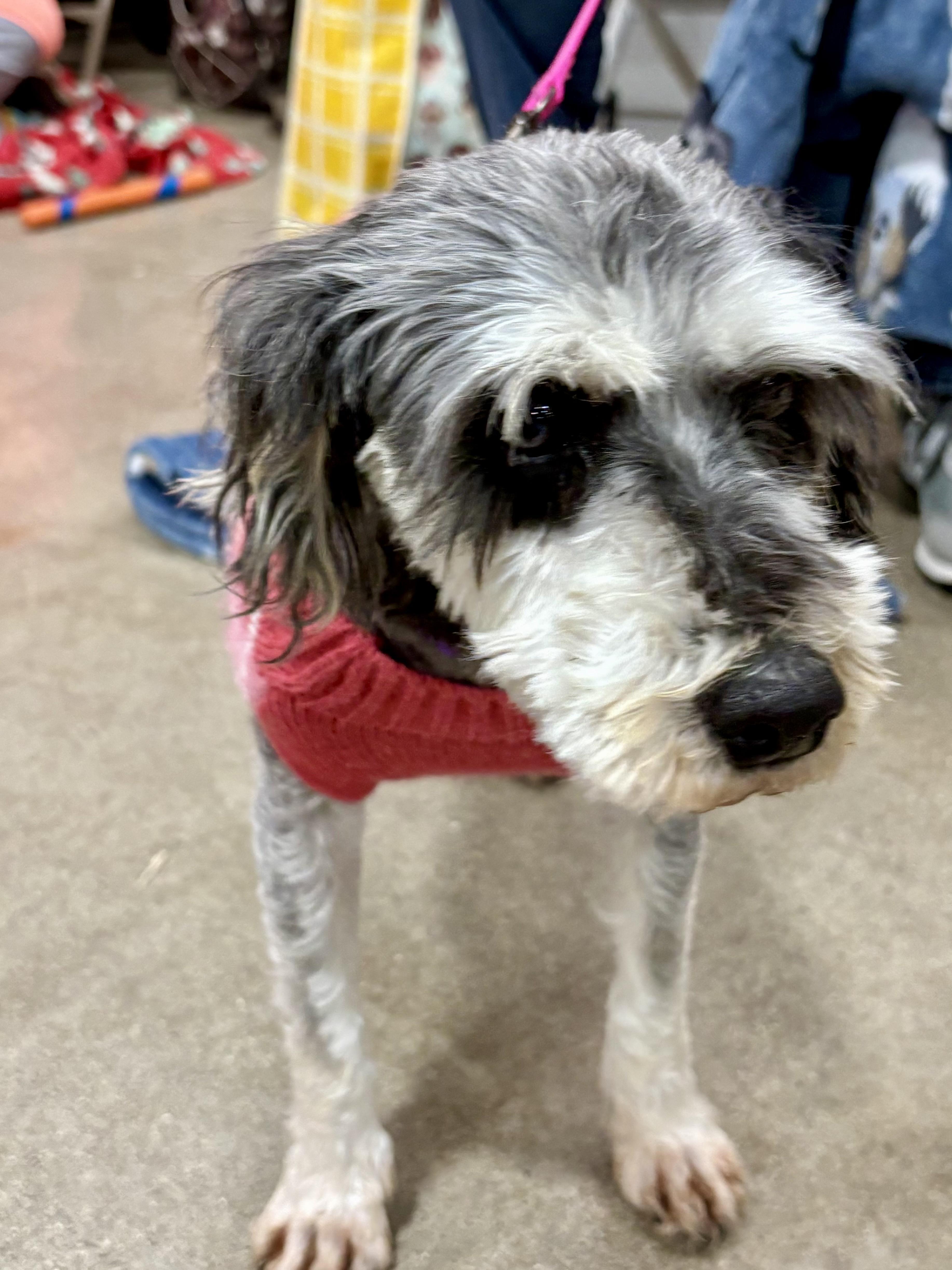 Lizzie , an adopted Miniature Schnauzer in Orland Park, IL image 3/4