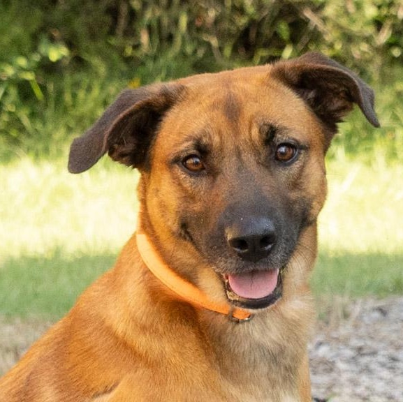 Lucy, adopted, Young Female Shepherd.
