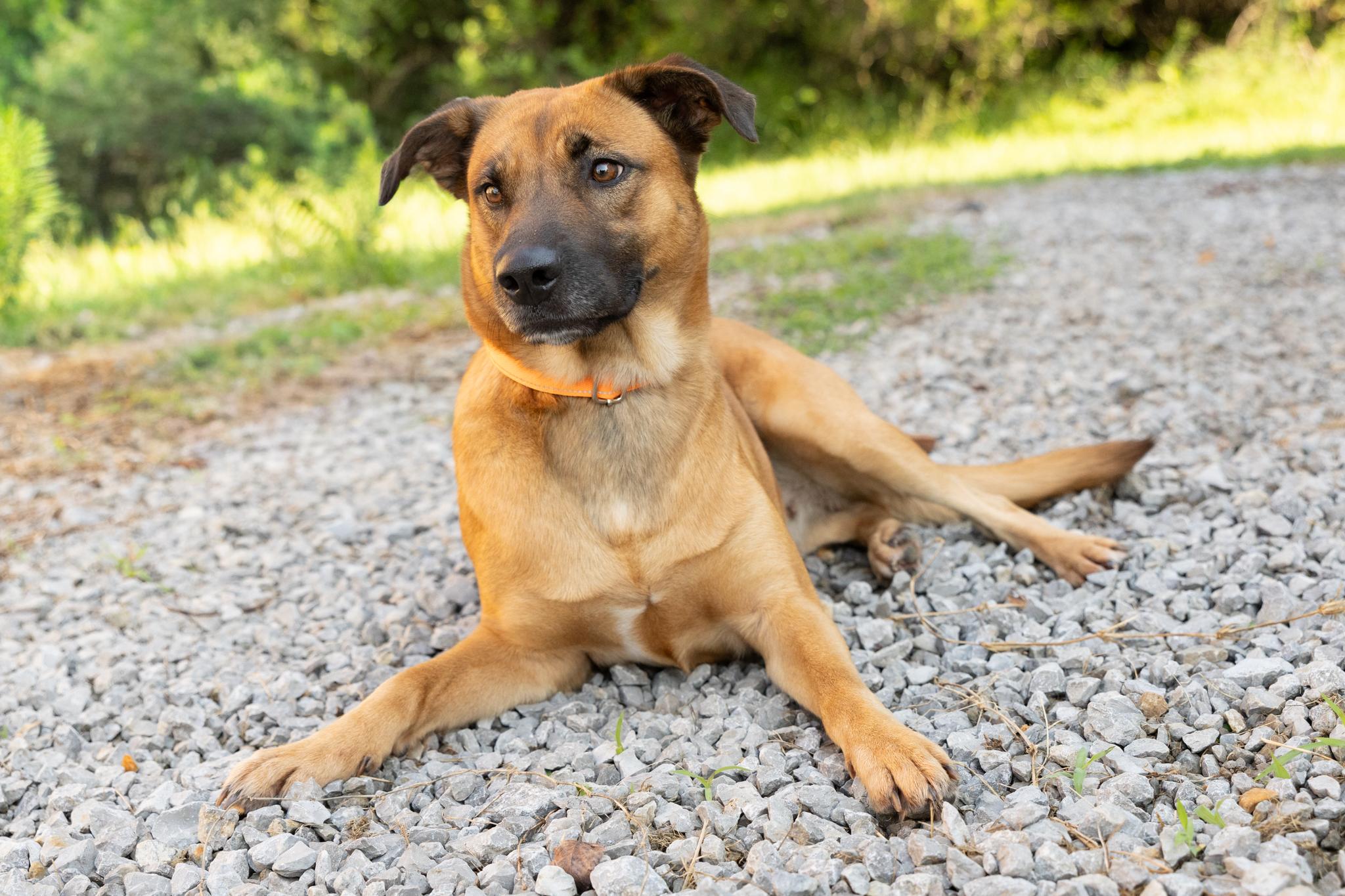 Enlarge Lucy, an adopted mixed breed in Lebanon, TN image 4/5