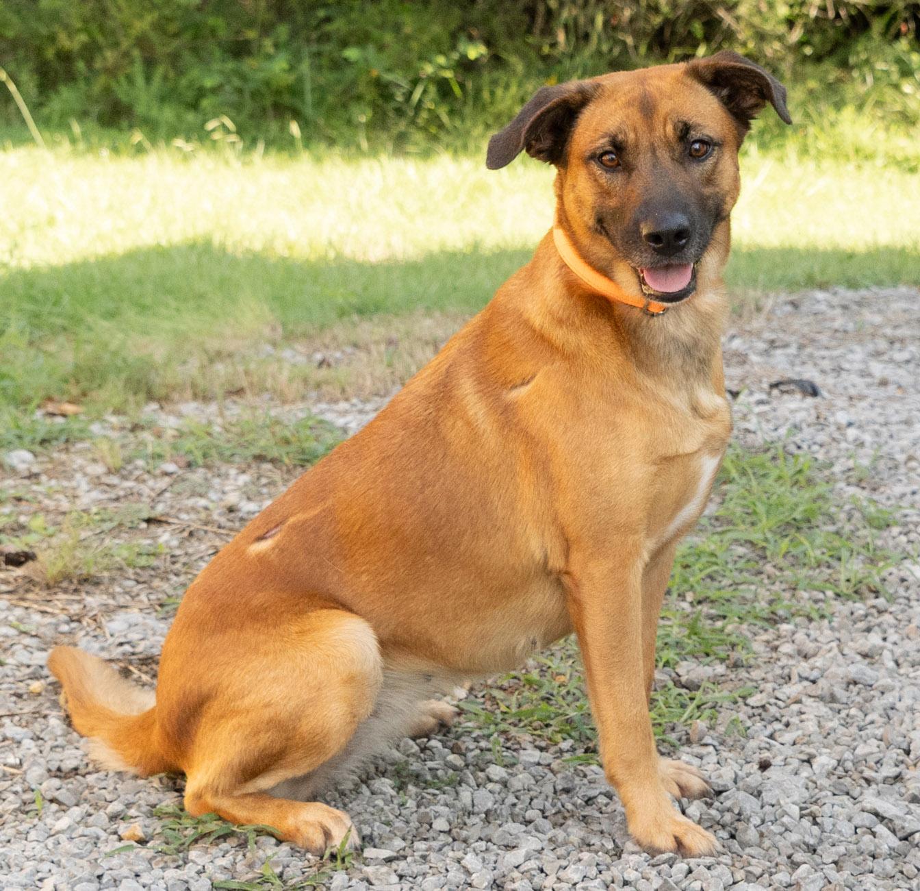 Enlarge Lucy, an adopted mixed breed in Lebanon, TN image 2/5