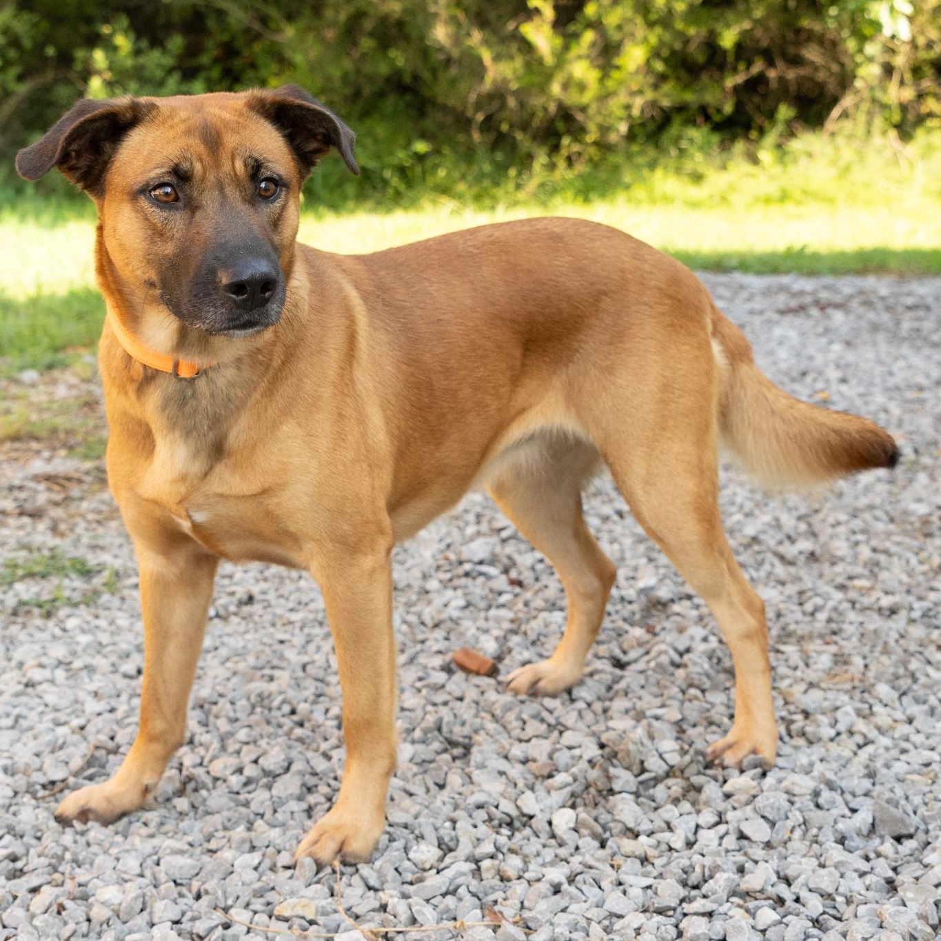 Enlarge Lucy, an adopted mixed breed in Lebanon, TN image 3/5