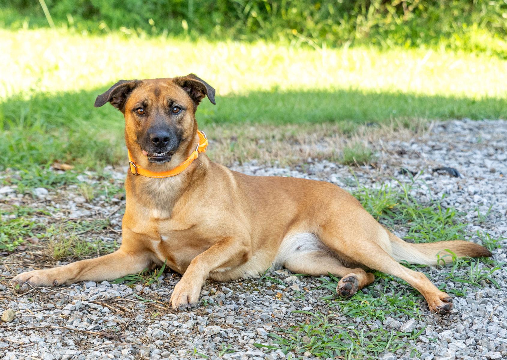 Enlarge Lucy, an adopted mixed breed in Lebanon, TN image 5/5