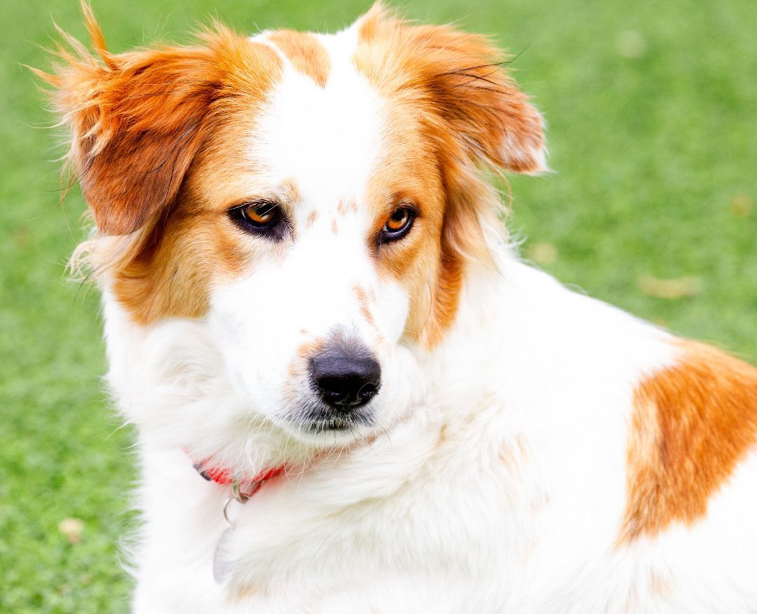 Rumor, Adopted, Adult Female Border Collie.