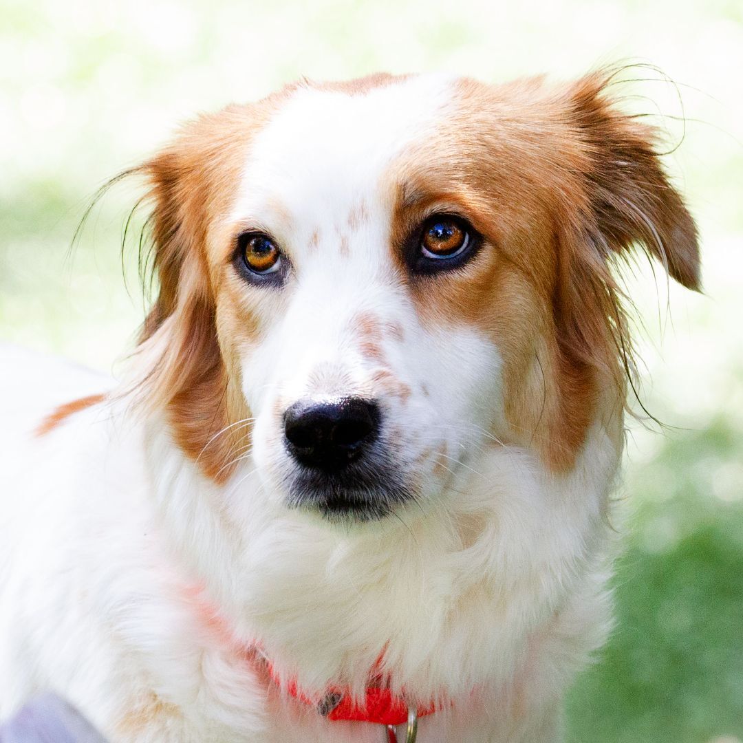 Enlarge Rumor, a Adopted mixed breed in Malibu, CA image 2/6