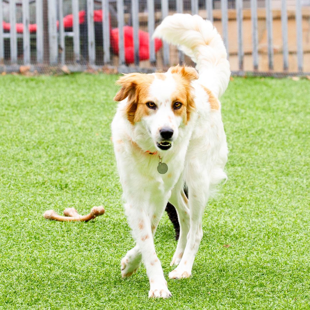 Enlarge Rumor, a Adopted mixed breed in Malibu, CA image 3/6