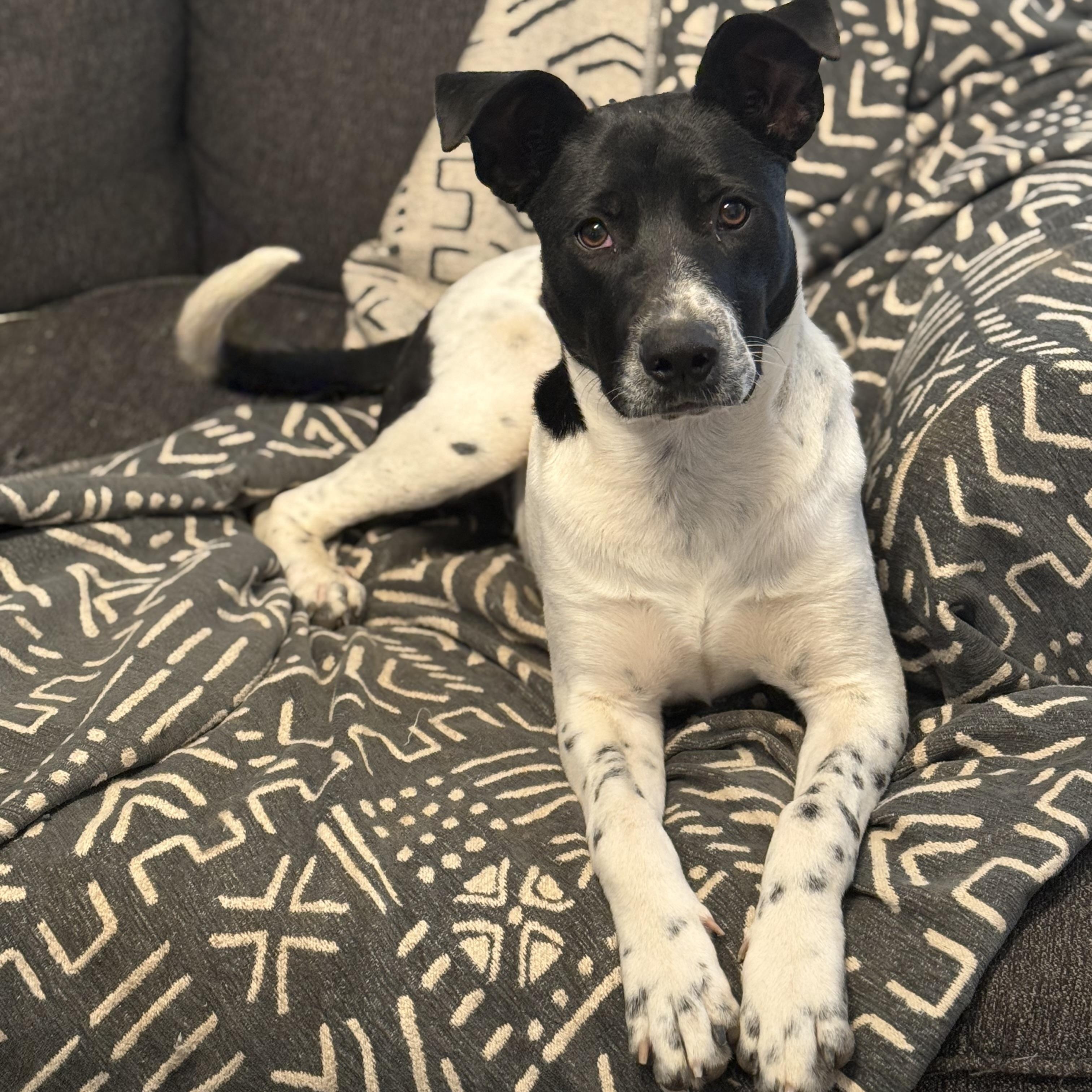 Enlarge Gary, a Adoptable mixed breed in Glenolden, PA image 1/6