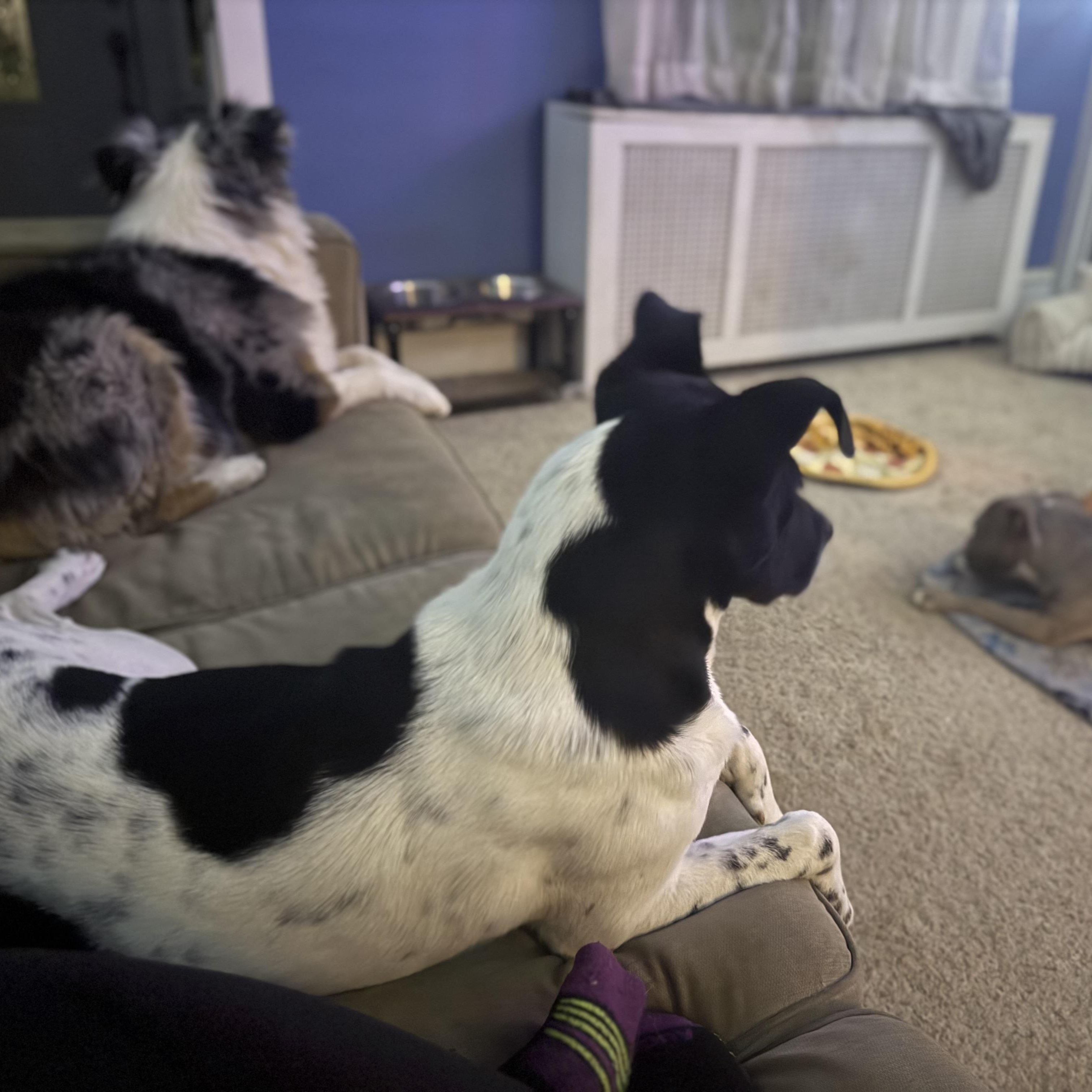 Enlarge Gary, a Adoptable mixed breed in Glenolden, PA image 6/6