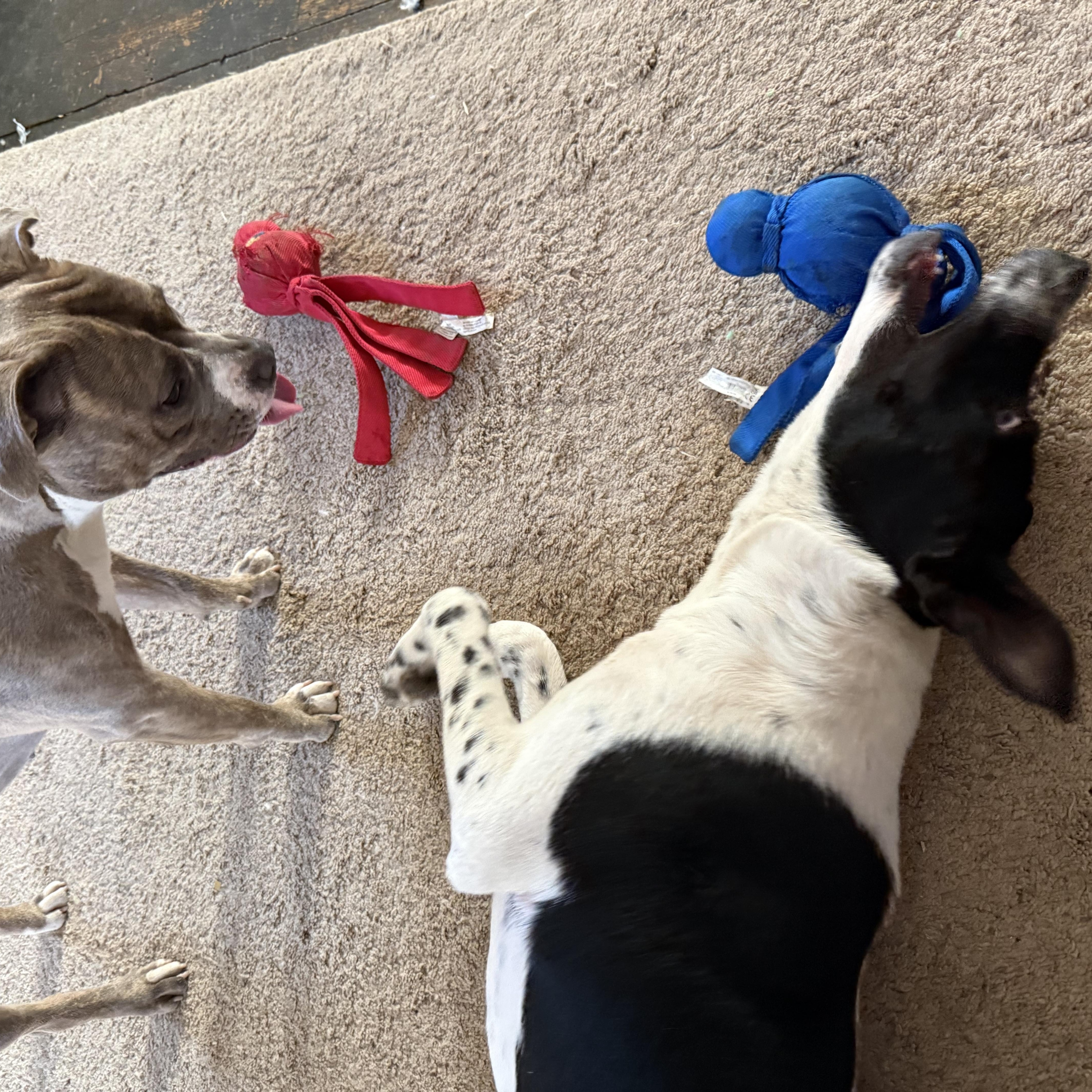 Enlarge Gary, a Adoptable mixed breed in Glenolden, PA image 4/6