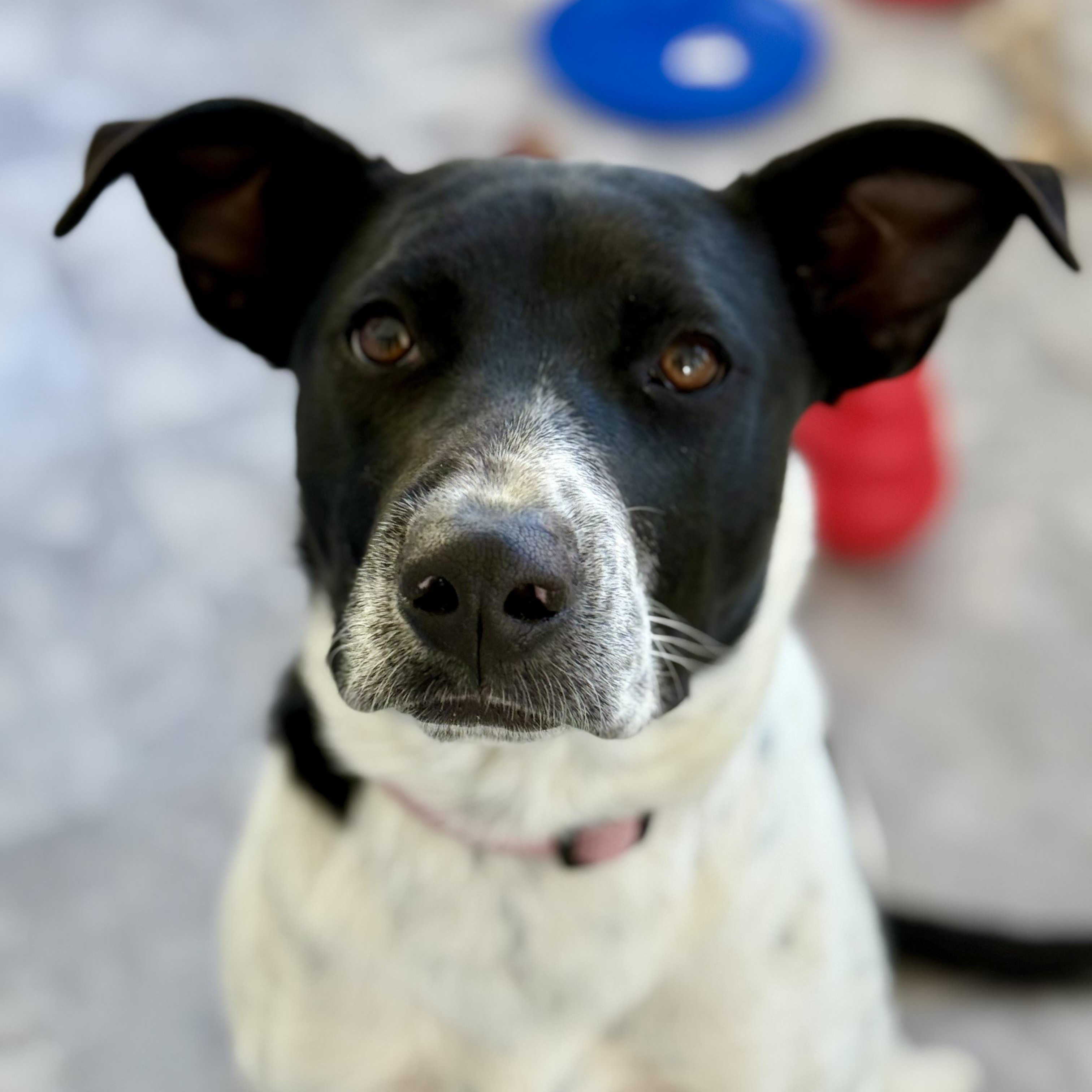Enlarge Gary, a Adoptable mixed breed in Glenolden, PA image 2/6