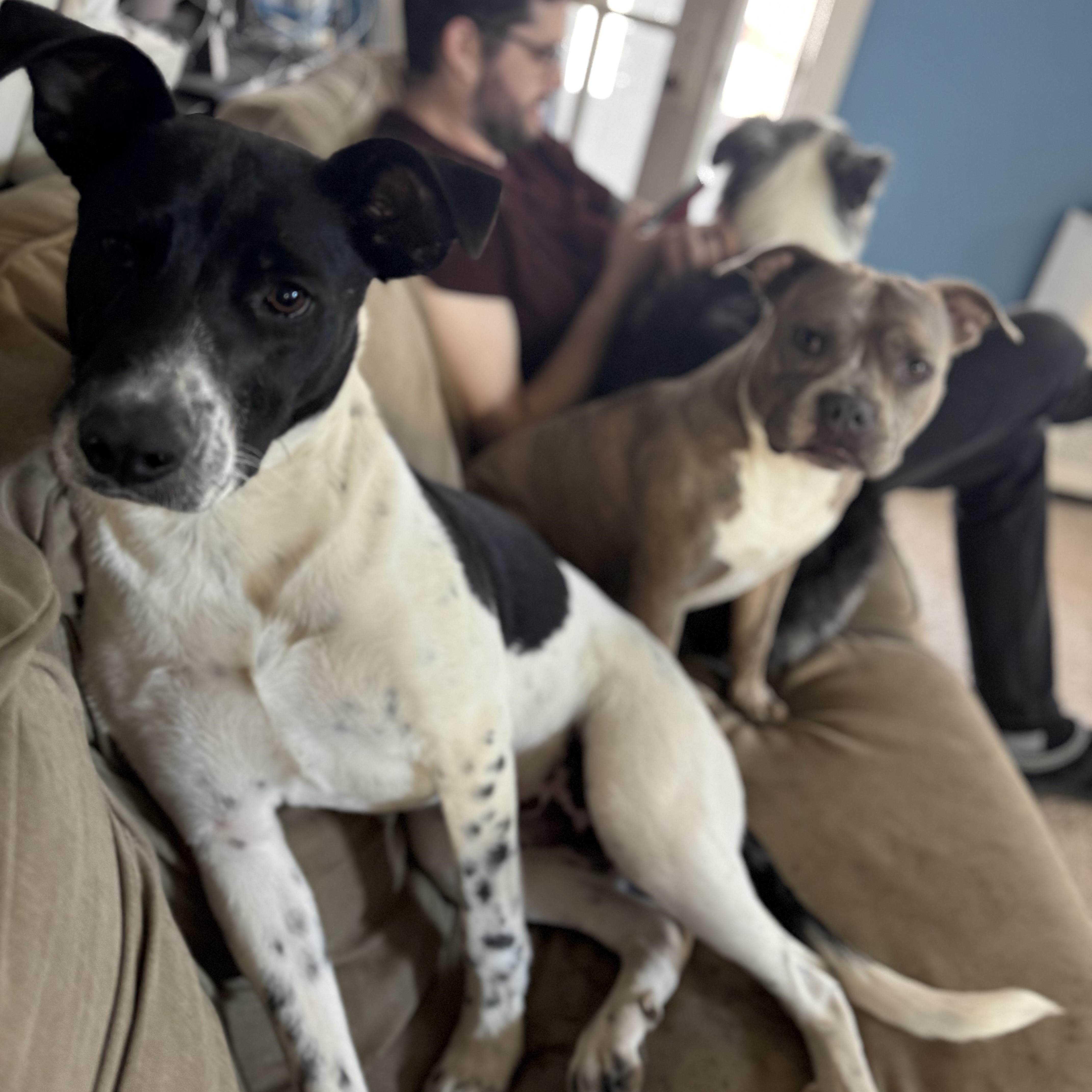 Enlarge Gary, a Adoptable mixed breed in Glenolden, PA image 3/6