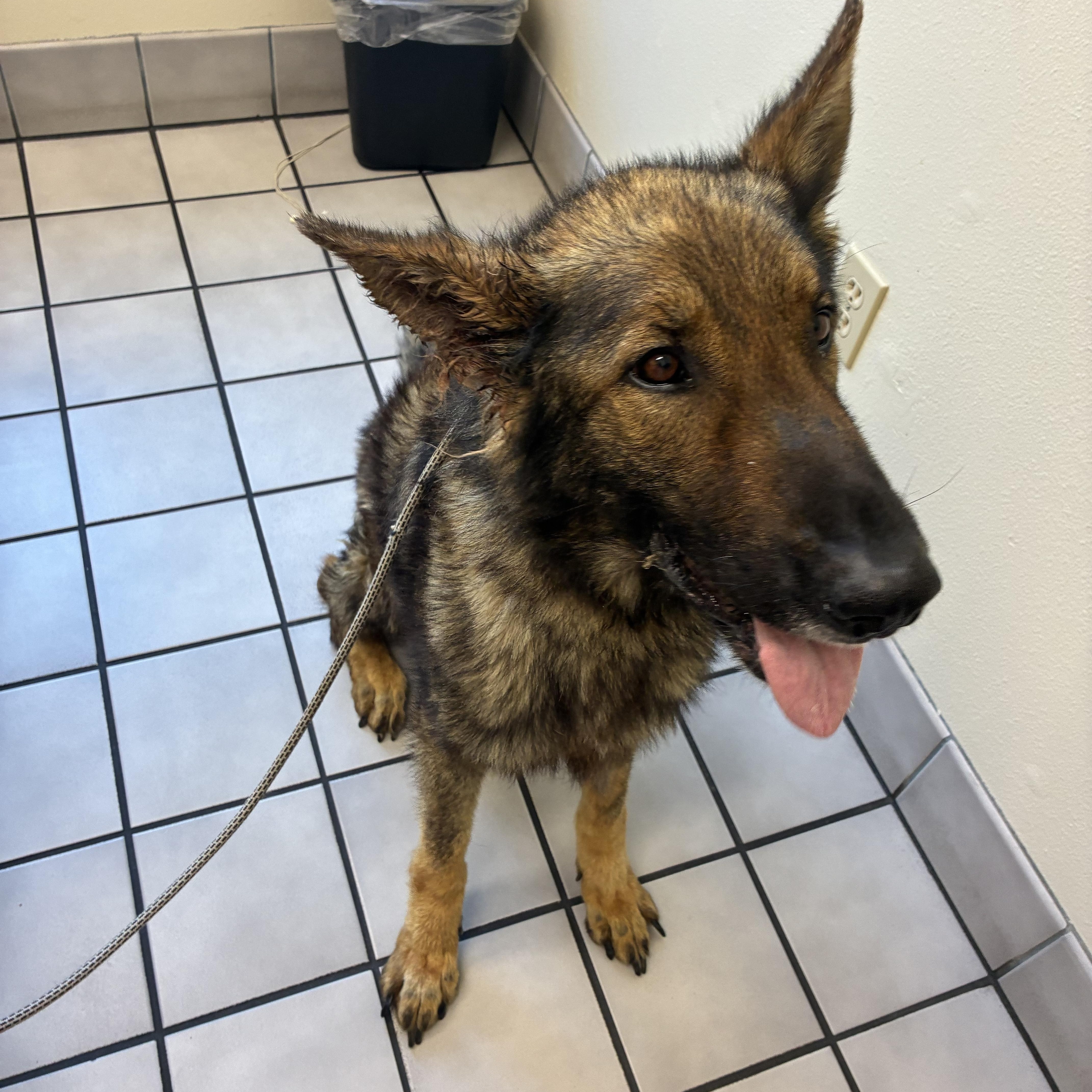 Enlarge Remi, a ADOPTABLE German Shepherd Dog in Los Osos, CA image 2/3