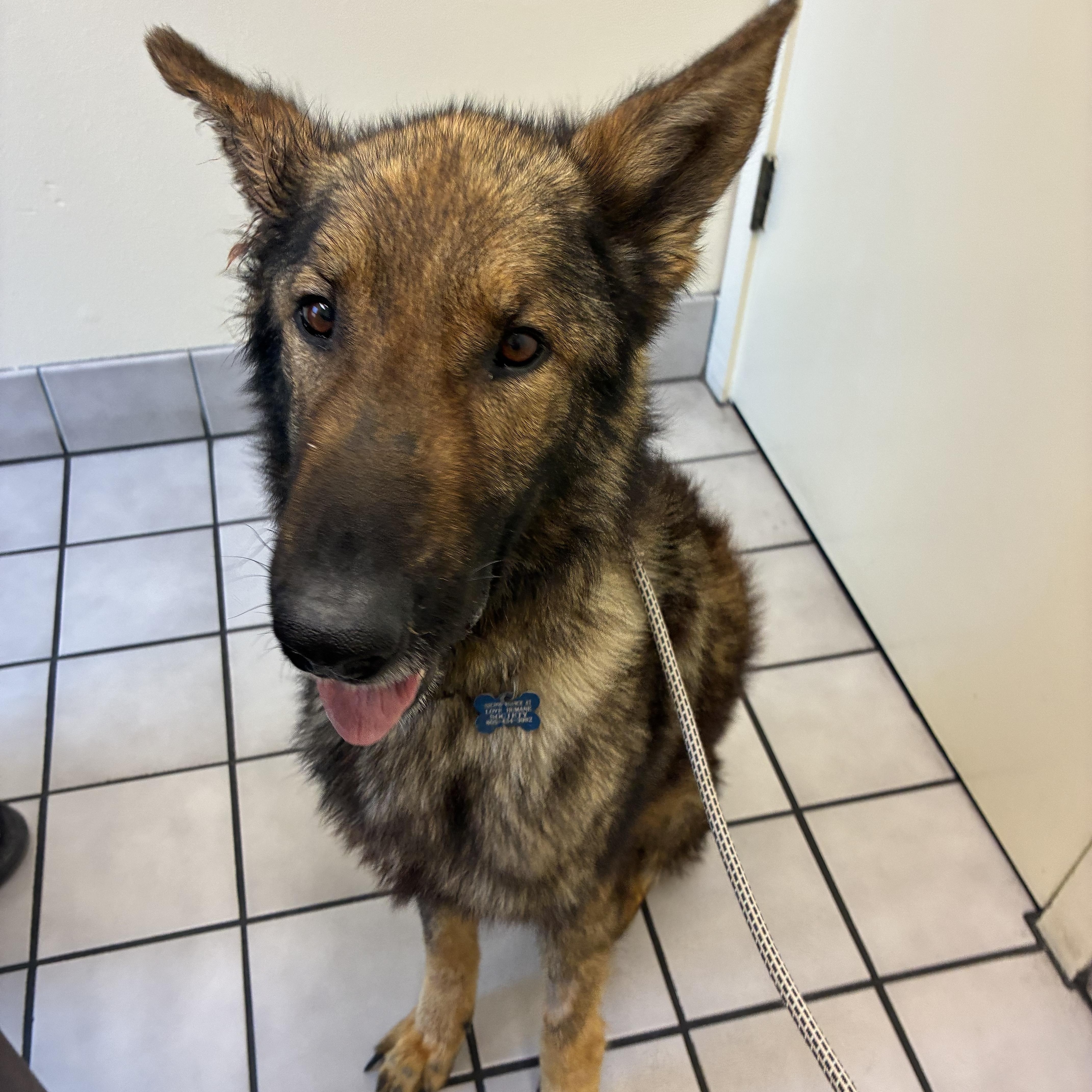 Enlarge Remi, a ADOPTABLE German Shepherd Dog in Los Osos, CA image 1/3