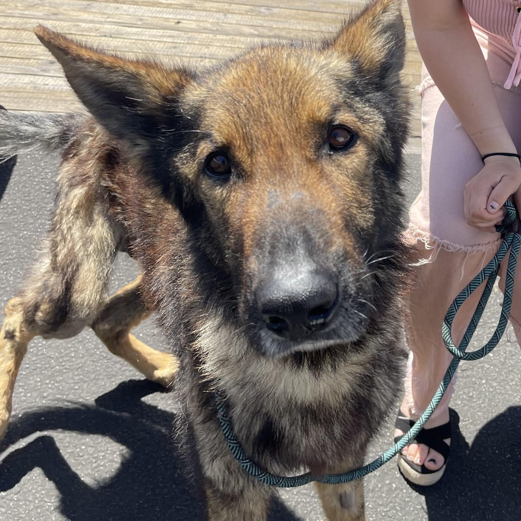 Enlarge Remi, a ADOPTABLE German Shepherd Dog in Los Osos, CA image 3/3