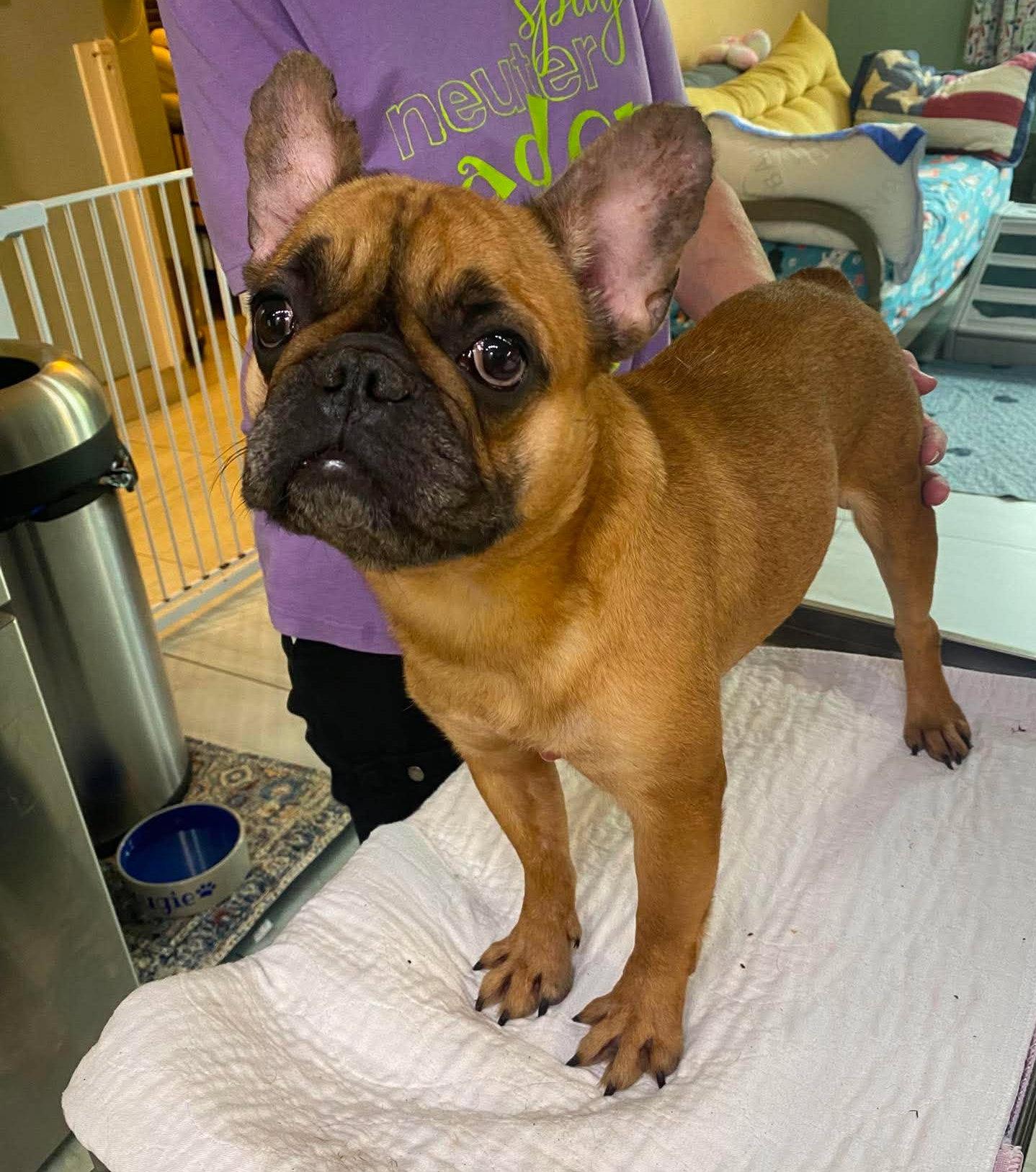 Enlarge Snozzle (NOT YET AVAILABLE), a Adoptable French Bulldog in Benton, LA image 1/1