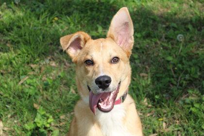 Leon Kennedy, Adoptable, Adult Male Shepherd & Mixed Breed.