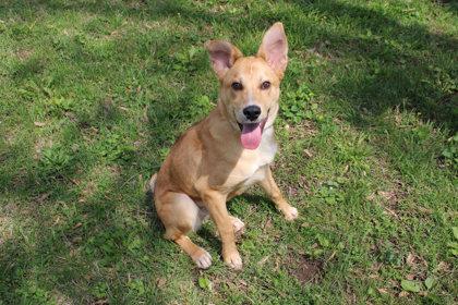 Enlarge Leon Kennedy, a Adoptable mixed breed in Kansas City, MO image 2/3