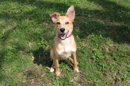 Enlarge Leon Kennedy, a Adoptable mixed breed in Kansas City, MO image 3/3