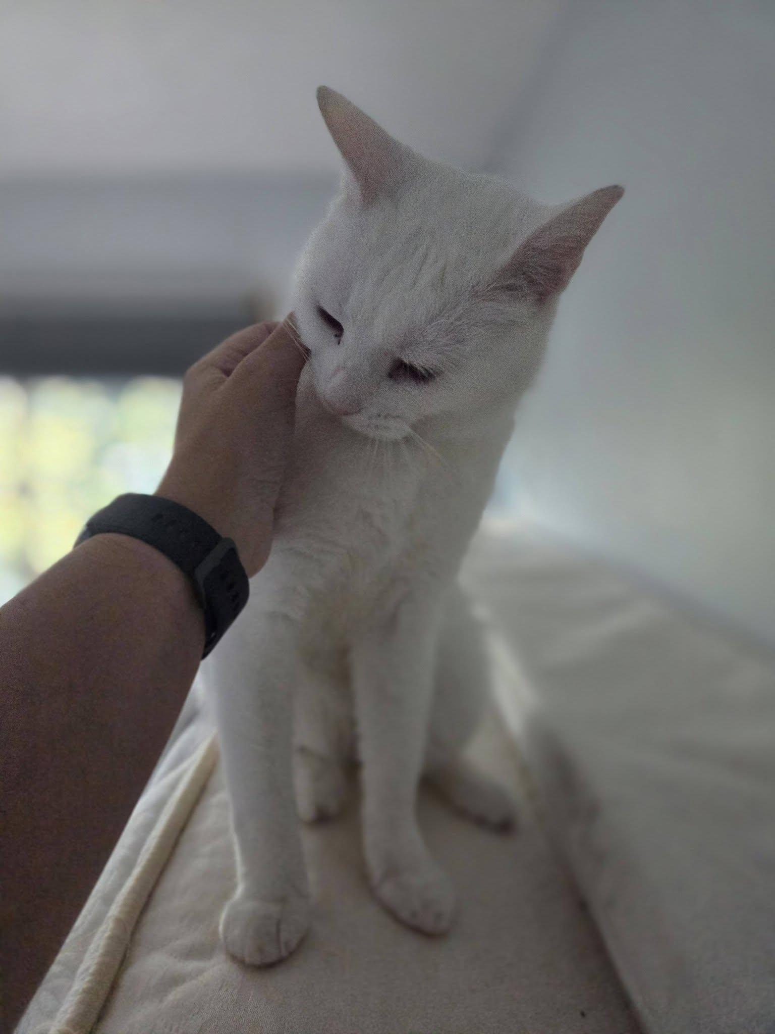 Enlarge King Richard, a Adoptable Domestic Short Hair in Rochester, NY image 2/3