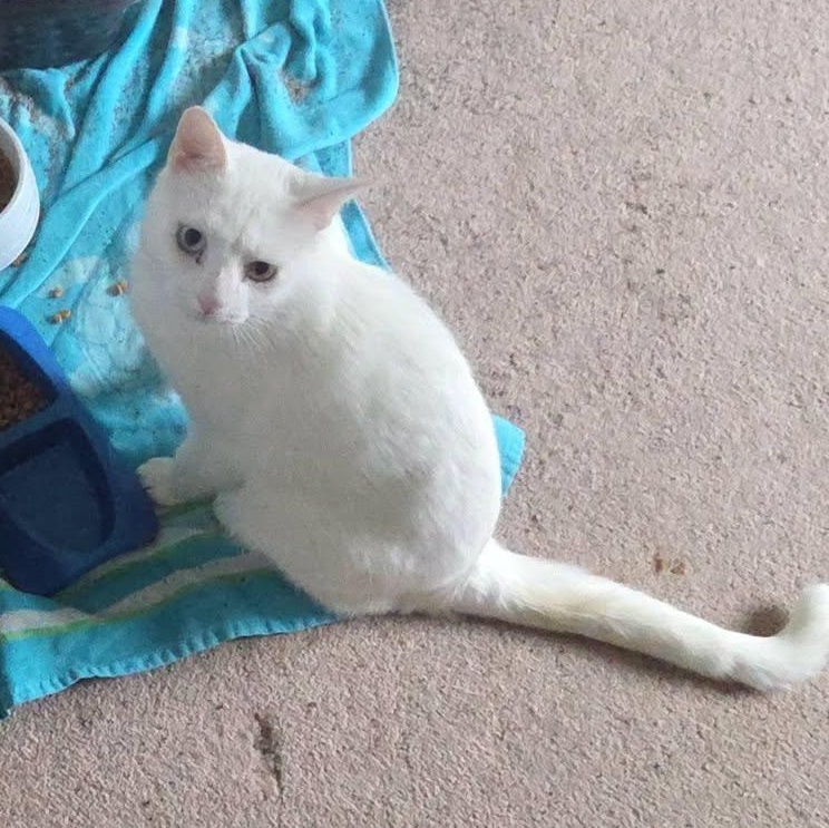 Enlarge King Richard, a Adoptable Domestic Short Hair in Rochester, NY image 3/3