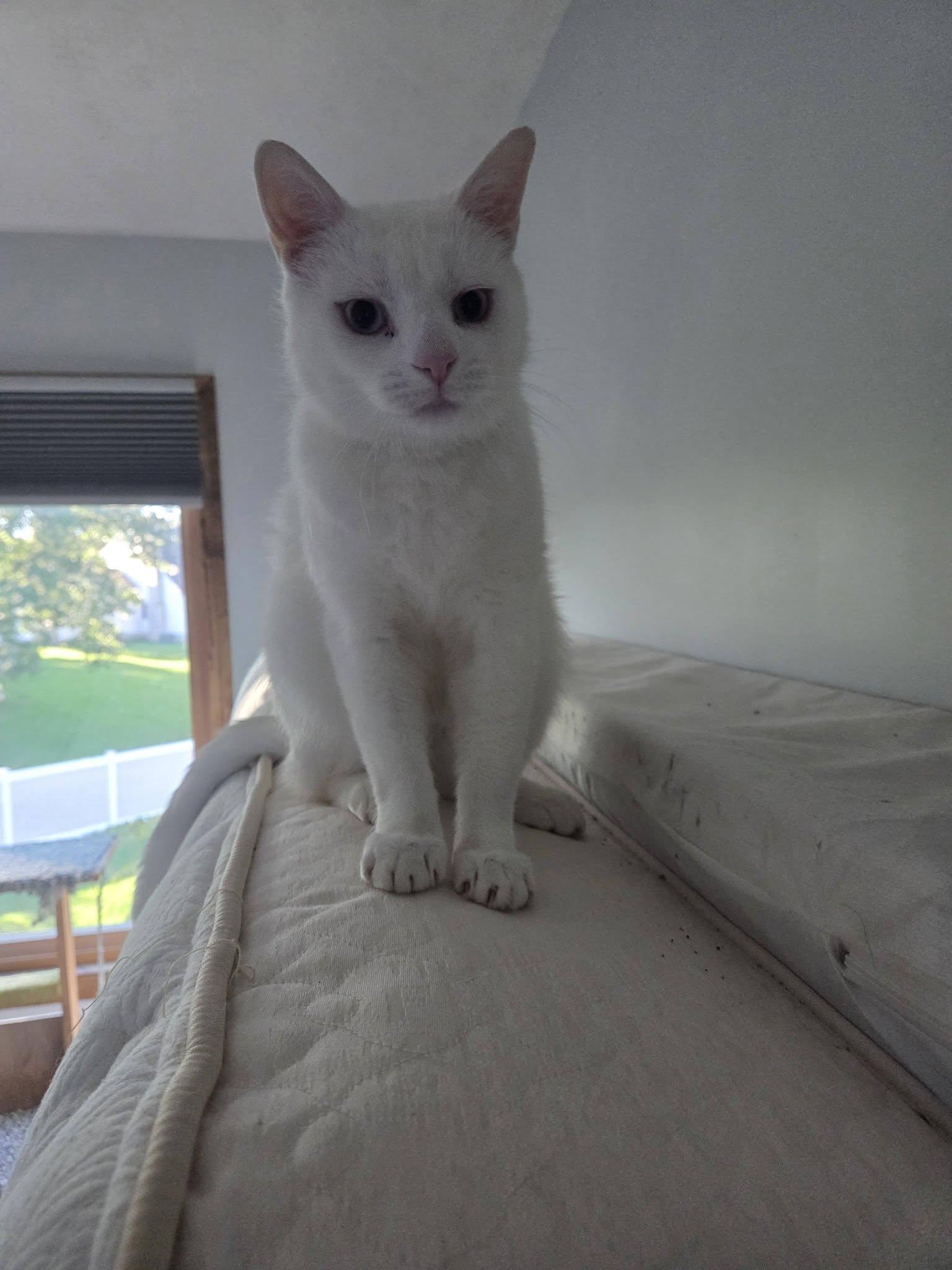 Enlarge King Richard, a Adoptable Domestic Short Hair in Rochester, NY image 1/3