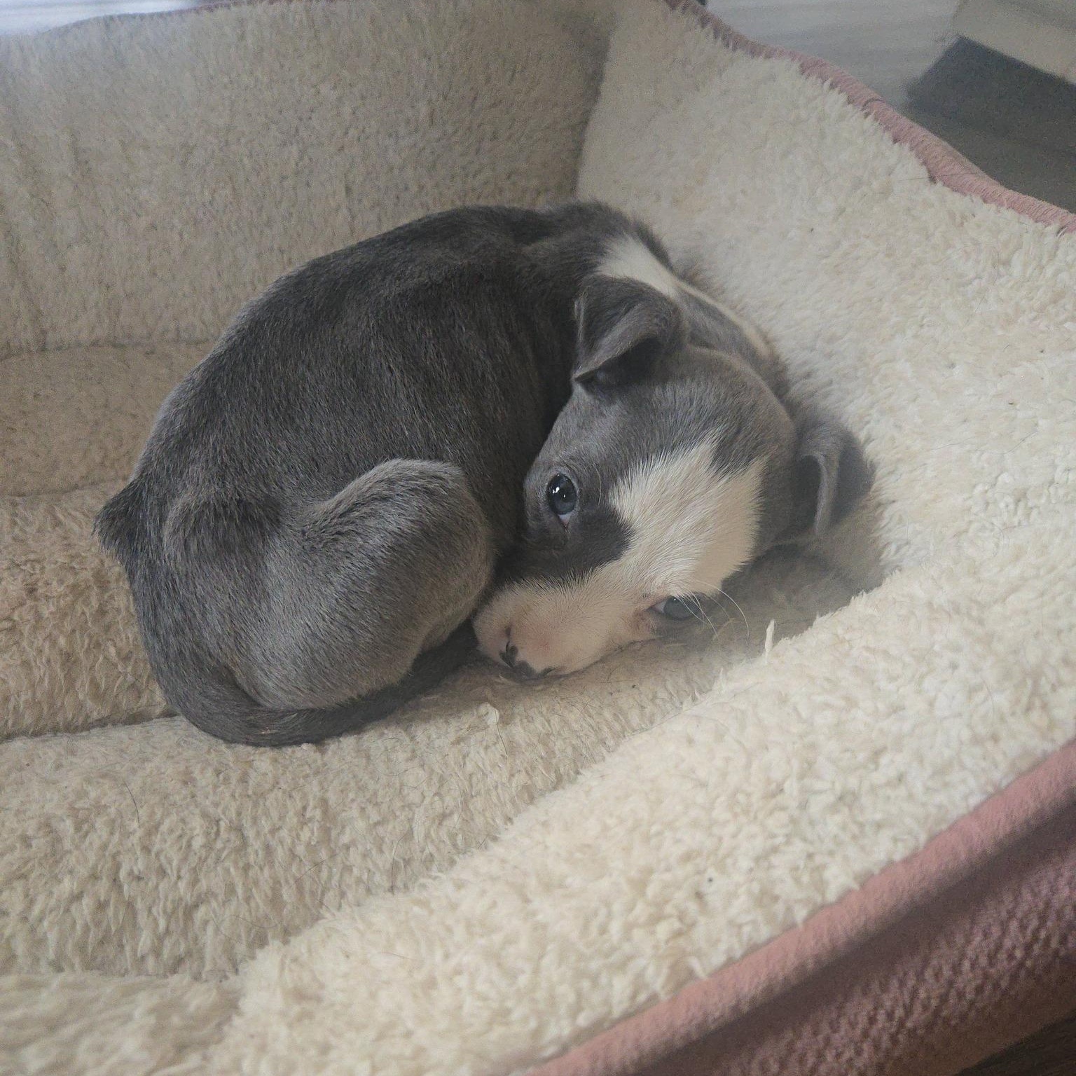 Enlarge Gracie, an adopted mixed breed in Waxhaw, NC image 1/2