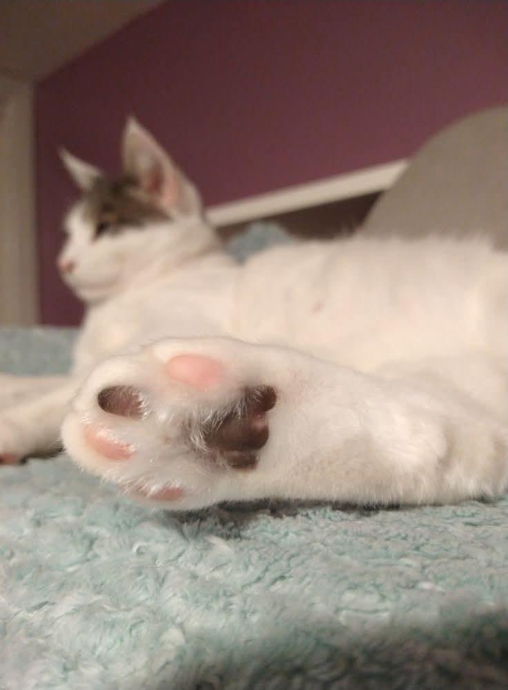 Harold, Adoptable, Young Male Domestic Short Hair.