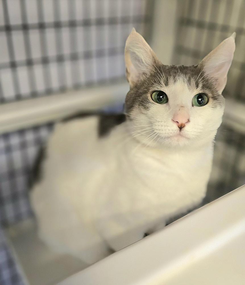 Enlarge Harold, a Adoptable mixed breed in Vancouver, WA image 4/6