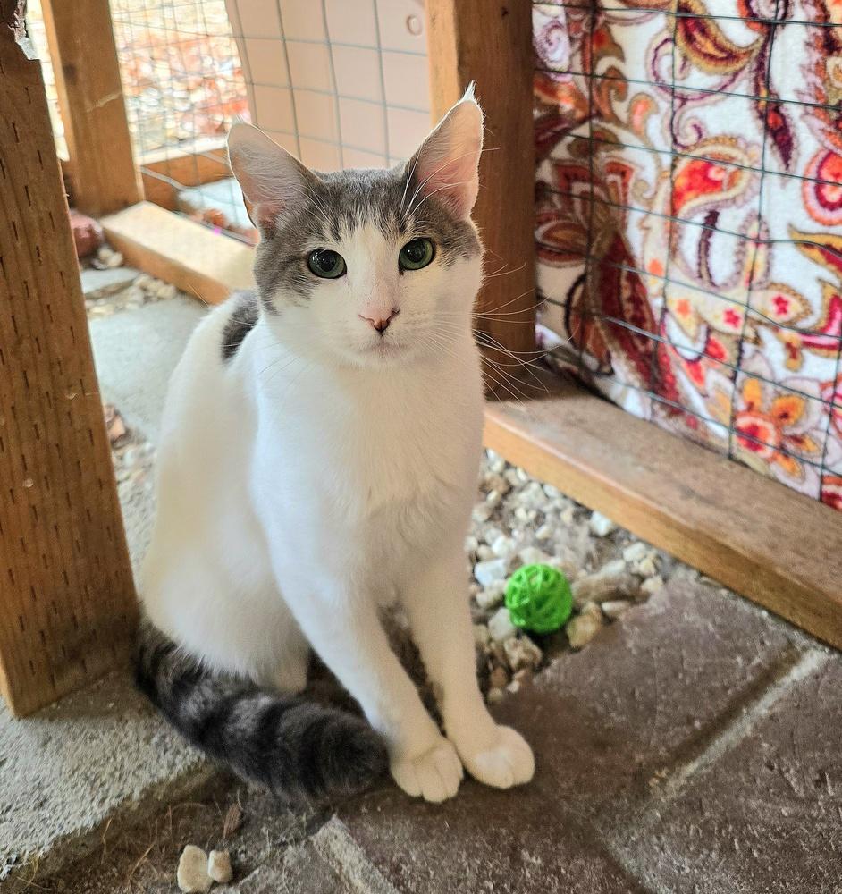 Enlarge Harold, a Adoptable mixed breed in Vancouver, WA image 6/6