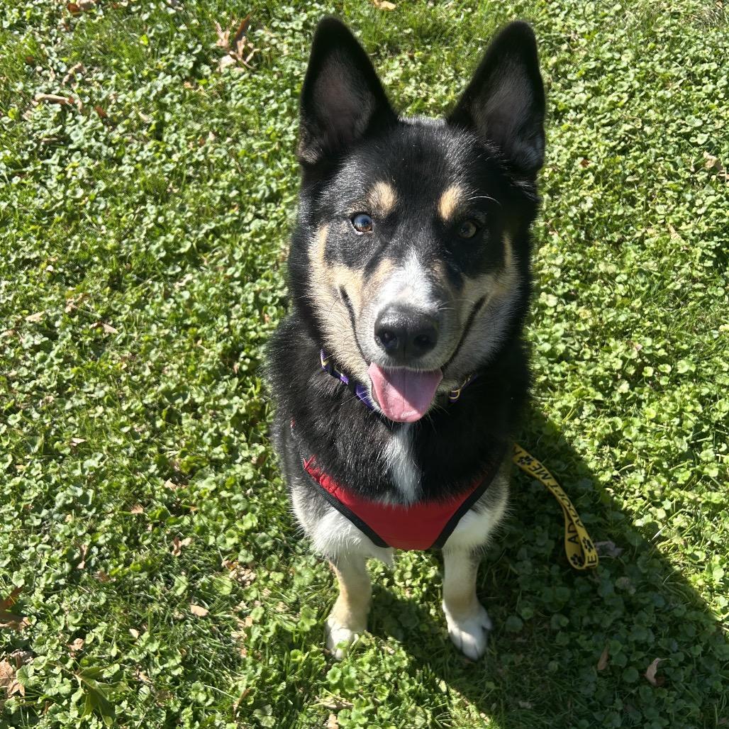 Enlarge Chase, a Adoptable mixed breed in North Canton, OH image 1/6