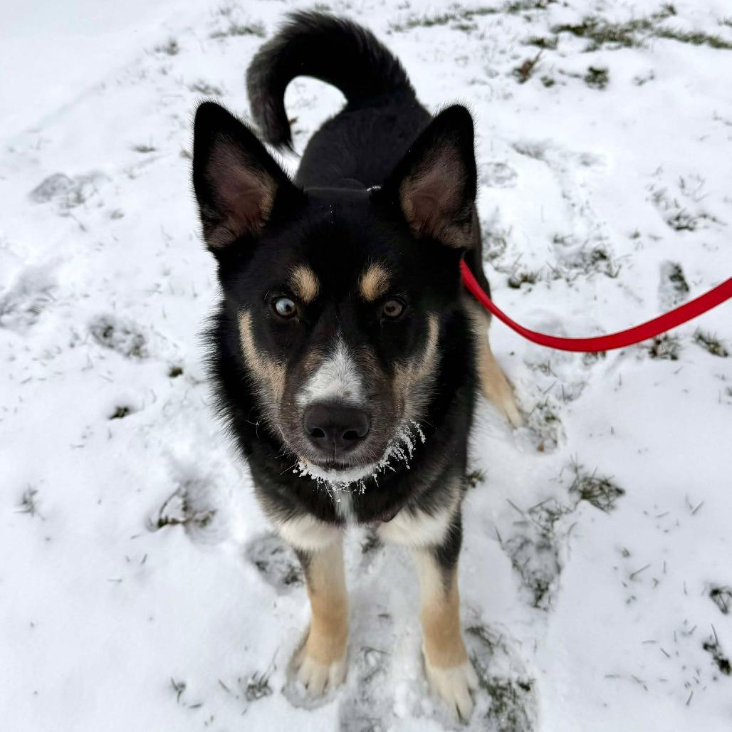 Enlarge Chase, a Adoptable mixed breed in North Canton, OH image 2/6